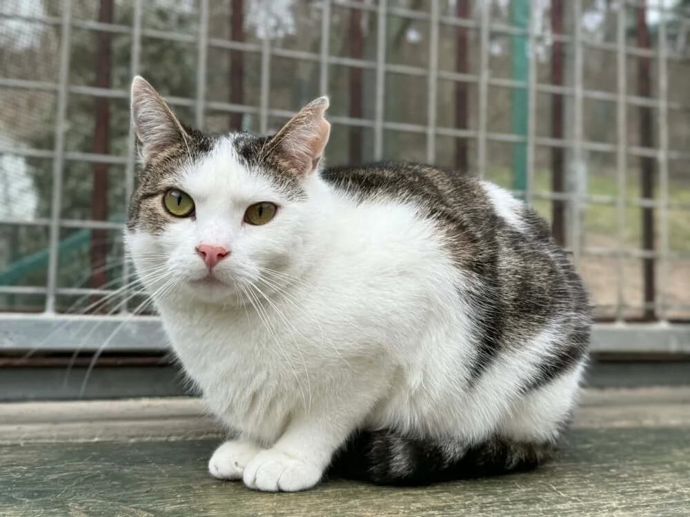 Mikuś, 3yo Mixed Breed for adoption at Schronisko dla Zwierząt w Bydgoszczy, BYDGOSZUZ