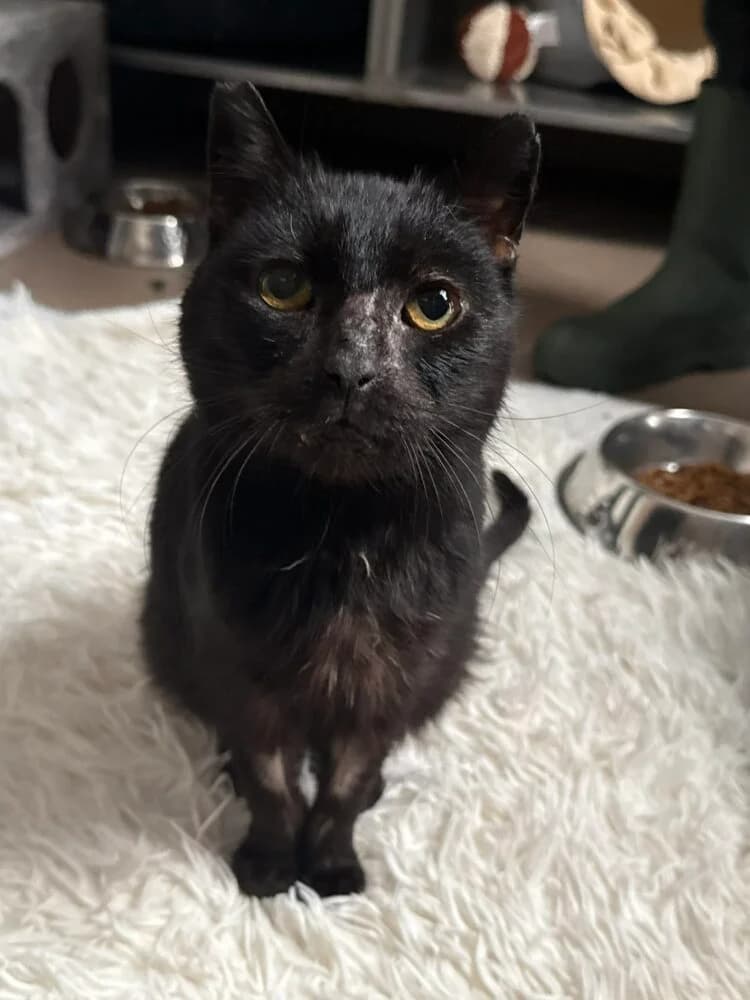 Tina, female senior Mixed Breed for adoption at Schronisko dla Zwierząt w Bydgoszczy, BYDGOSZUZ