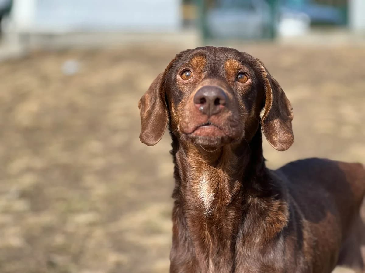 Nugat, male Mixed Breed for adoption at Schronisko dla Zwierząt w Bydgoszczy, BYDGOSZUZ