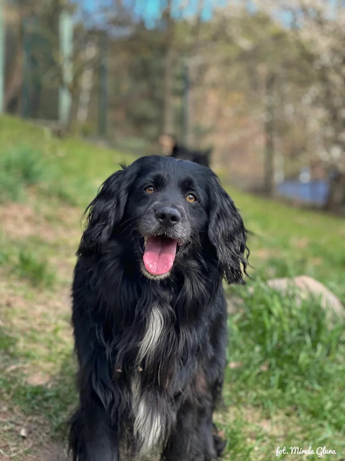 Kuba, male 6yo Mixed Breed for adoption at Schronisko dla Zwierząt w Bydgoszczy, BYDGOSZUZ