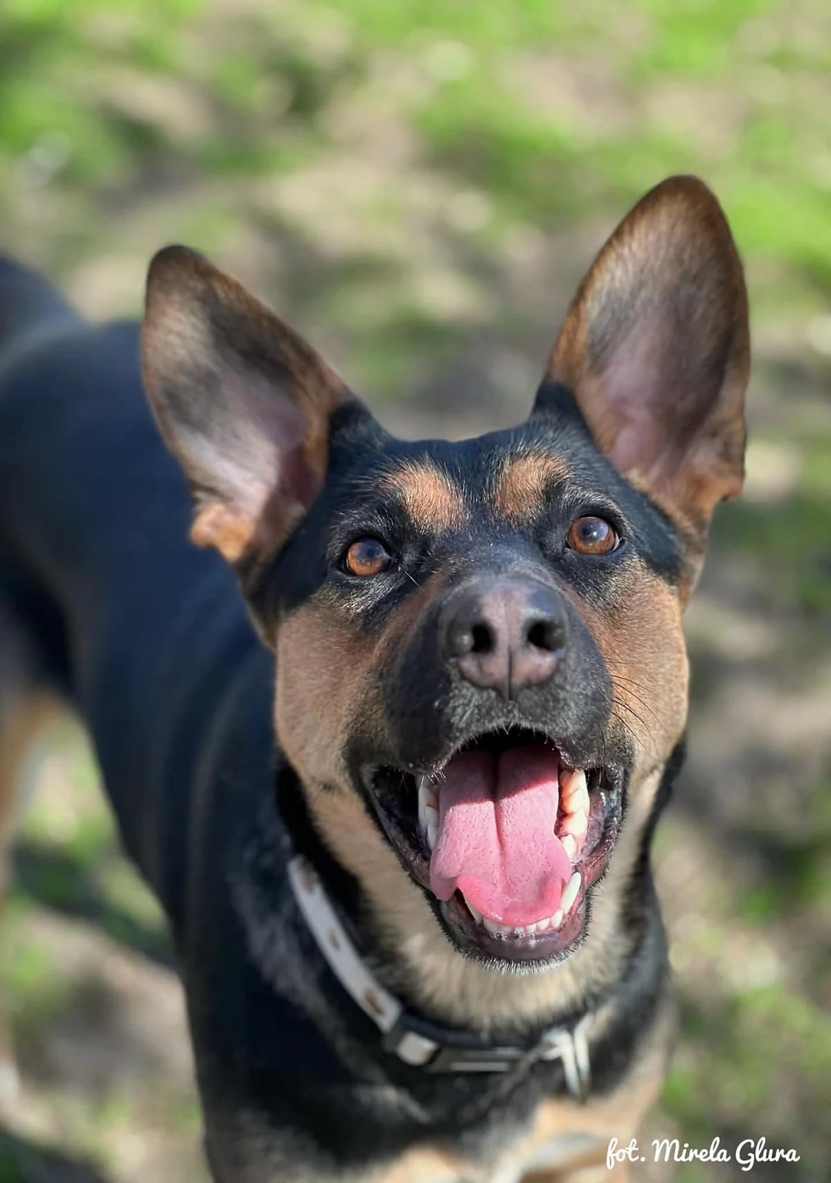Lola, female Mixed Breed for adoption at Schronisko dla Zwierząt w Bydgoszczy, BYDGOSZUZ