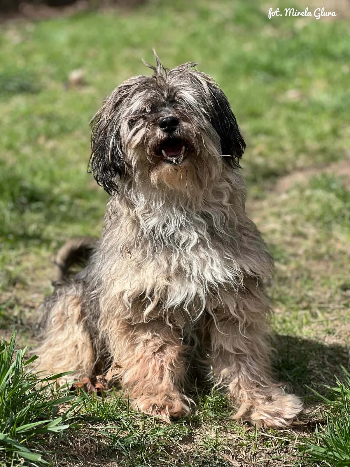 Fazi, male senior Mixed Breed for adoption at Schronisko dla Zwierząt w Bydgoszczy, BYDGOSZUZ