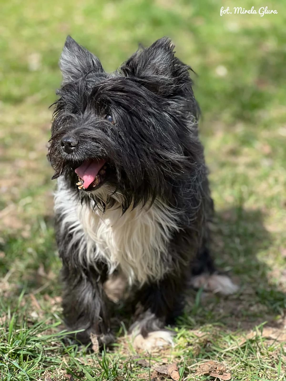 Shifu, male senior Mixed Breed for adoption at Schronisko dla Zwierząt w Bydgoszczy, BYDGOSZUZ