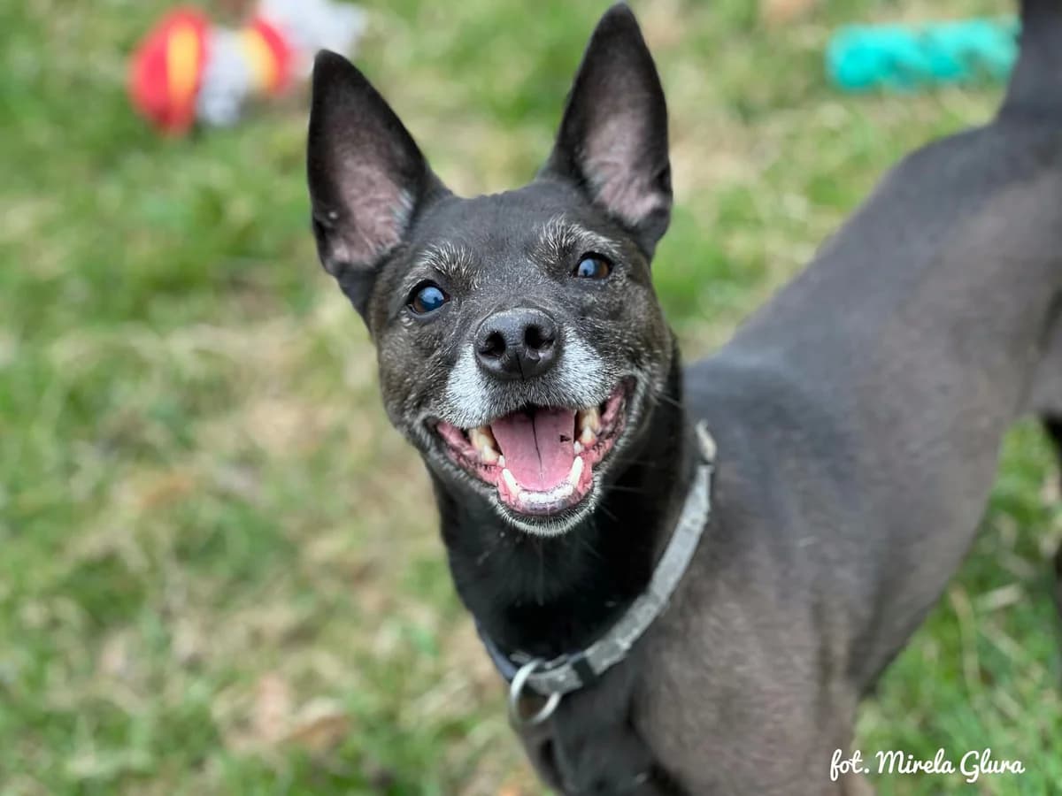 Abi, female Mixed Breed for adoption at Schronisko dla Zwierząt w Bydgoszczy, BYDGOSZUZ