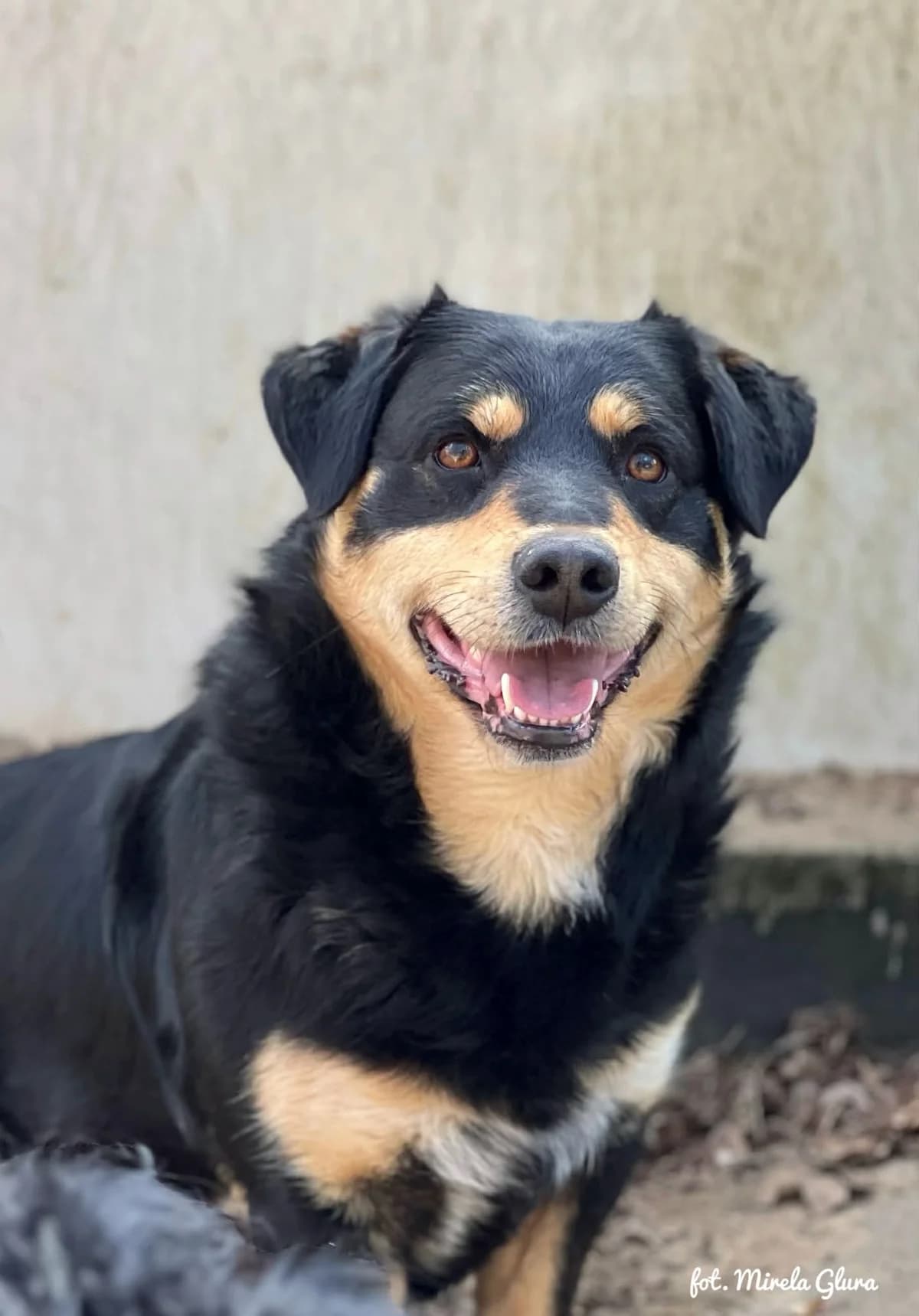 Johny, male Mixed Breed for adoption at Schronisko dla Zwierząt w Bydgoszczy, BYDGOSZUZ