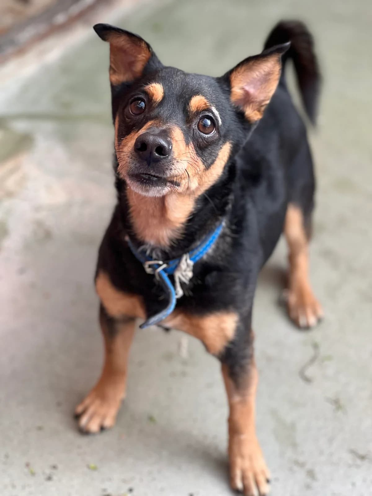 Wiesiu, male 5yo Mixed Breed for adoption at Schronisko dla Zwierząt w Bydgoszczy, BYDGOSZUZ