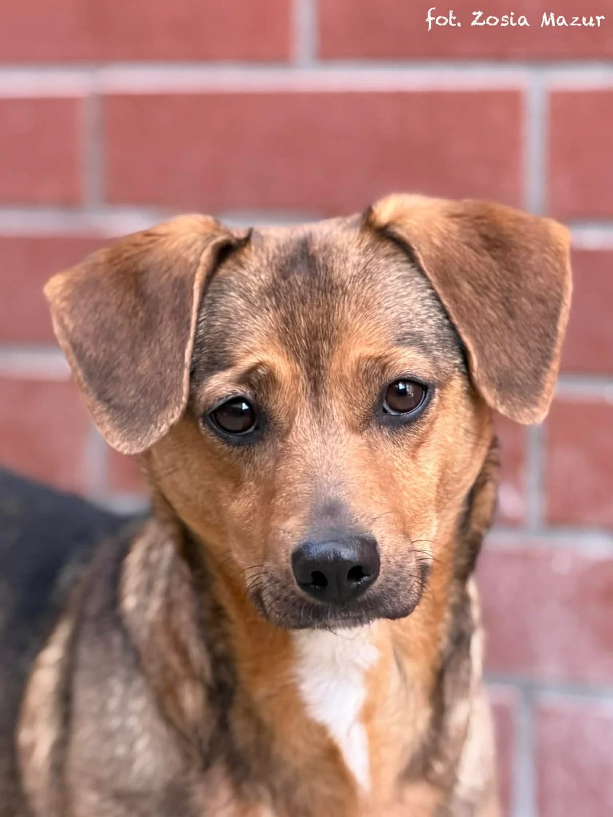 Leila, female young Mixed Breed for adoption at Schronisko dla Zwierząt w Bydgoszczy, BYDGOSZUZ