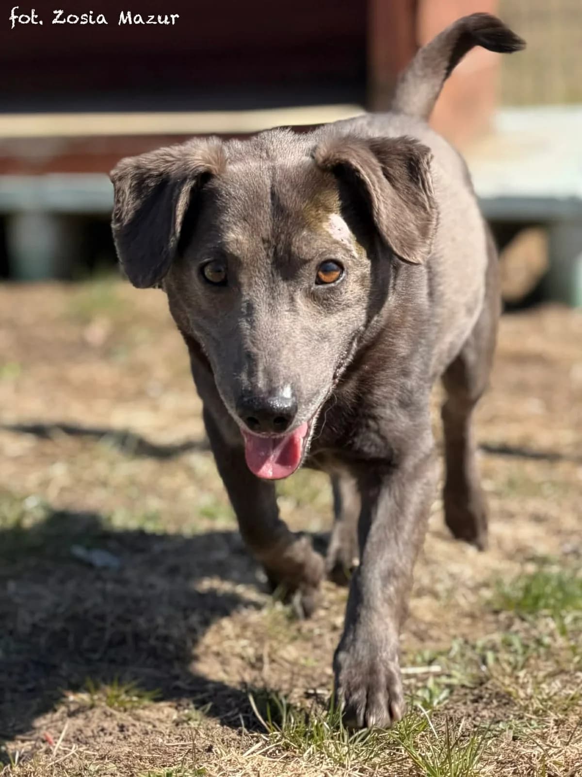 Grafit, male 5yo Mixed Breed for adoption at Schronisko dla Zwierząt w Bydgoszczy, BYDGOSZUZ