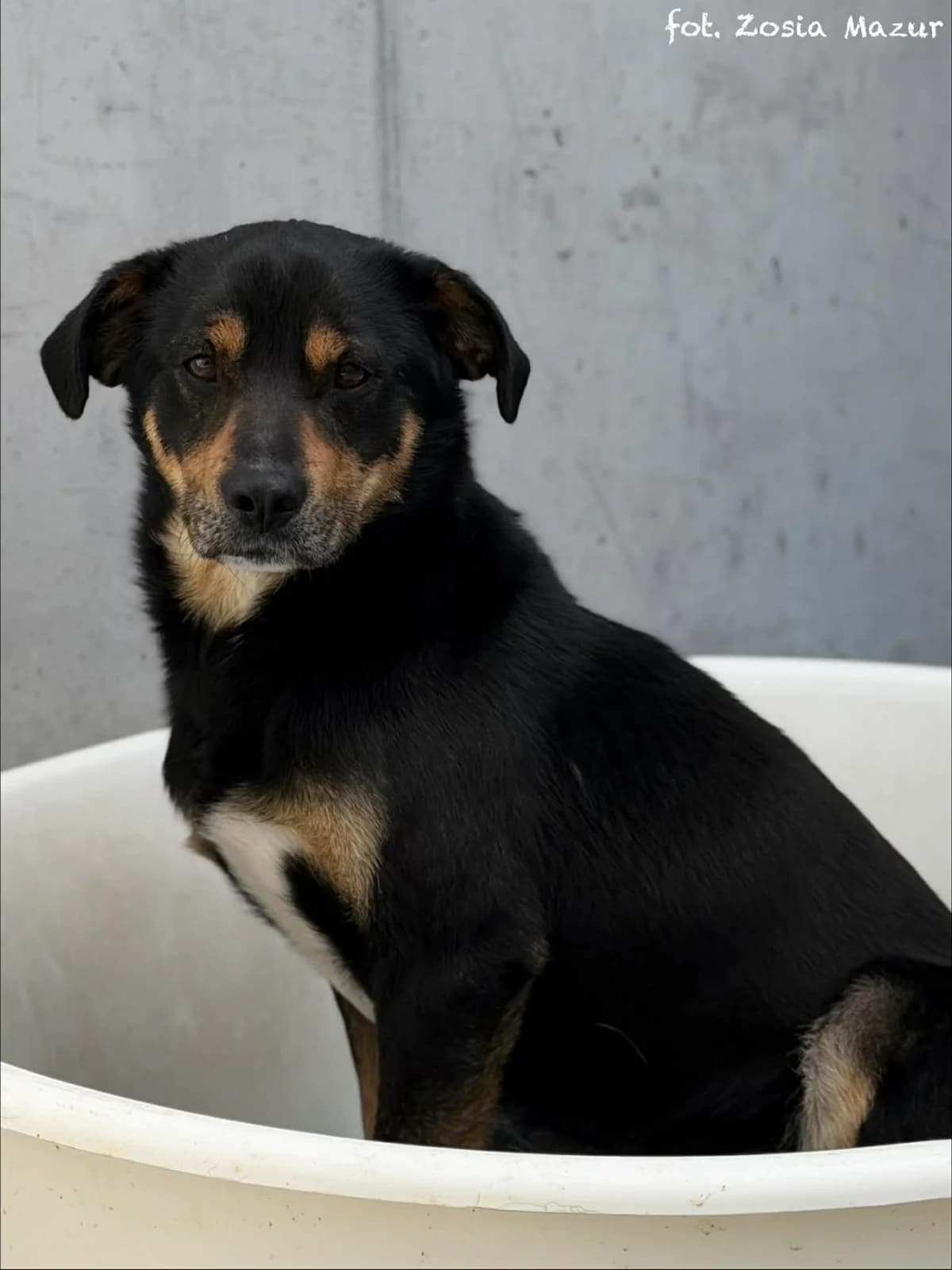 Milan, male 4yo Mixed Breed for adoption at Schronisko dla Zwierząt w Bydgoszczy, BYDGOSZUZ