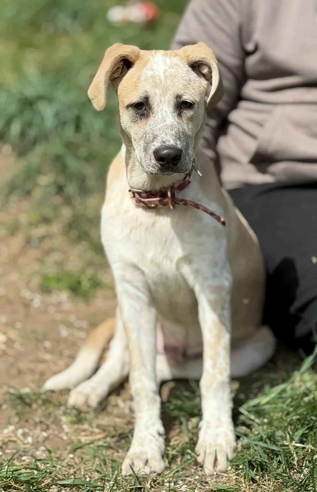 Bazyl, male puppy Mixed Breed for adoption at Schronisko dla Zwierząt w Bydgoszczy, BYDGOSZUZ