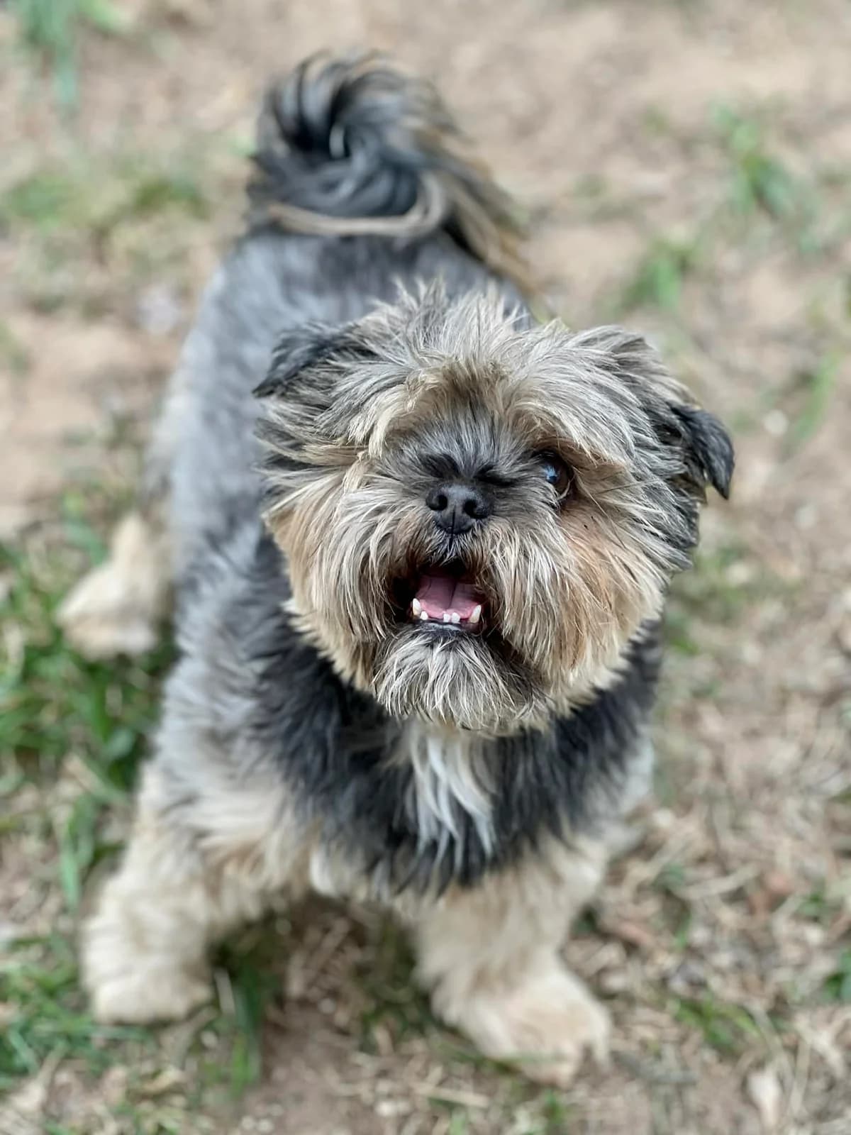Gucio, male senior Mixed Breed for adoption at Schronisko dla Zwierząt w Bydgoszczy, BYDGOSZUZ