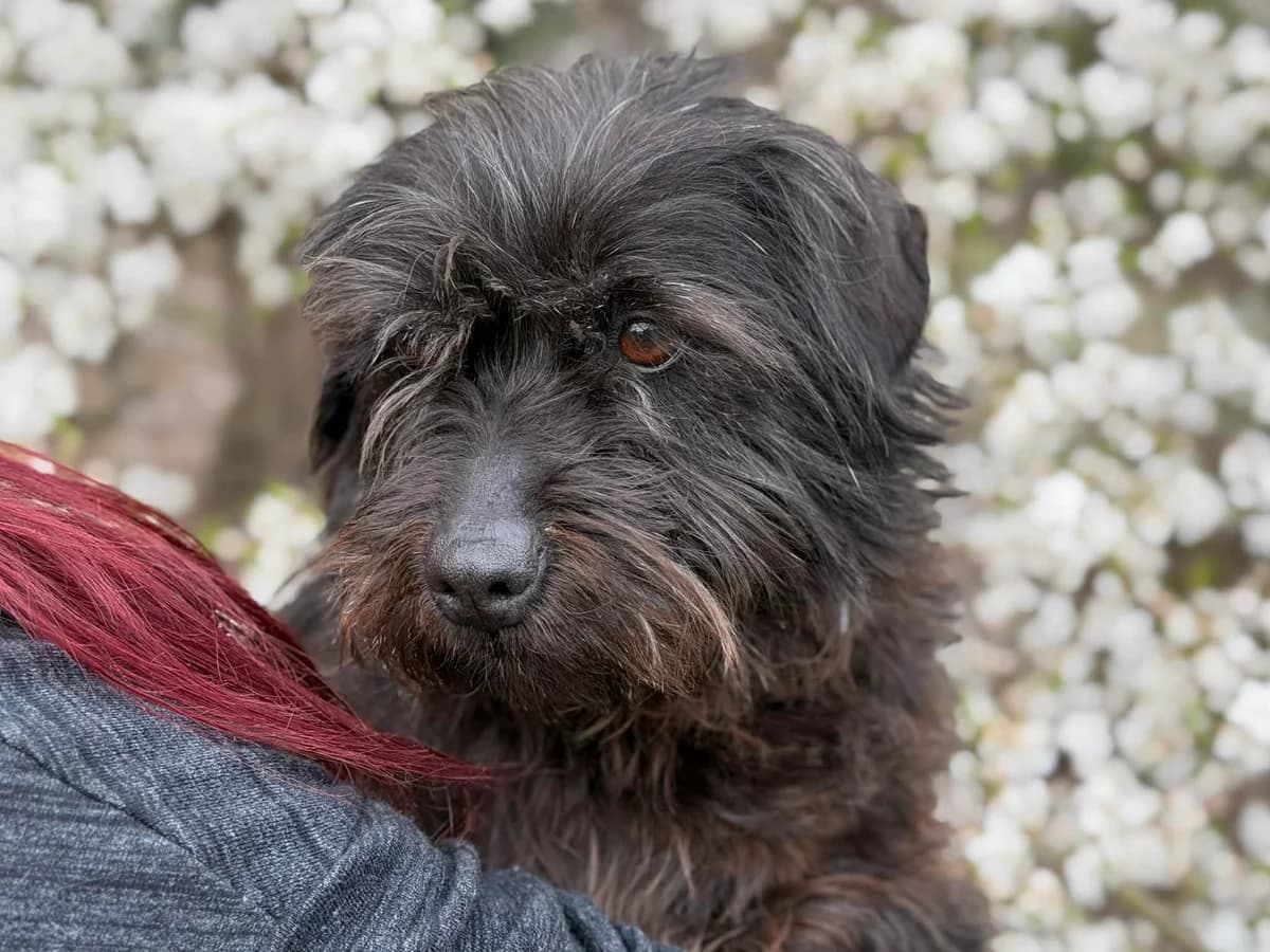 Kazia, female Mixed Breed for adoption at Schronisko dla Zwierząt w Bydgoszczy, BYDGOSZUZ