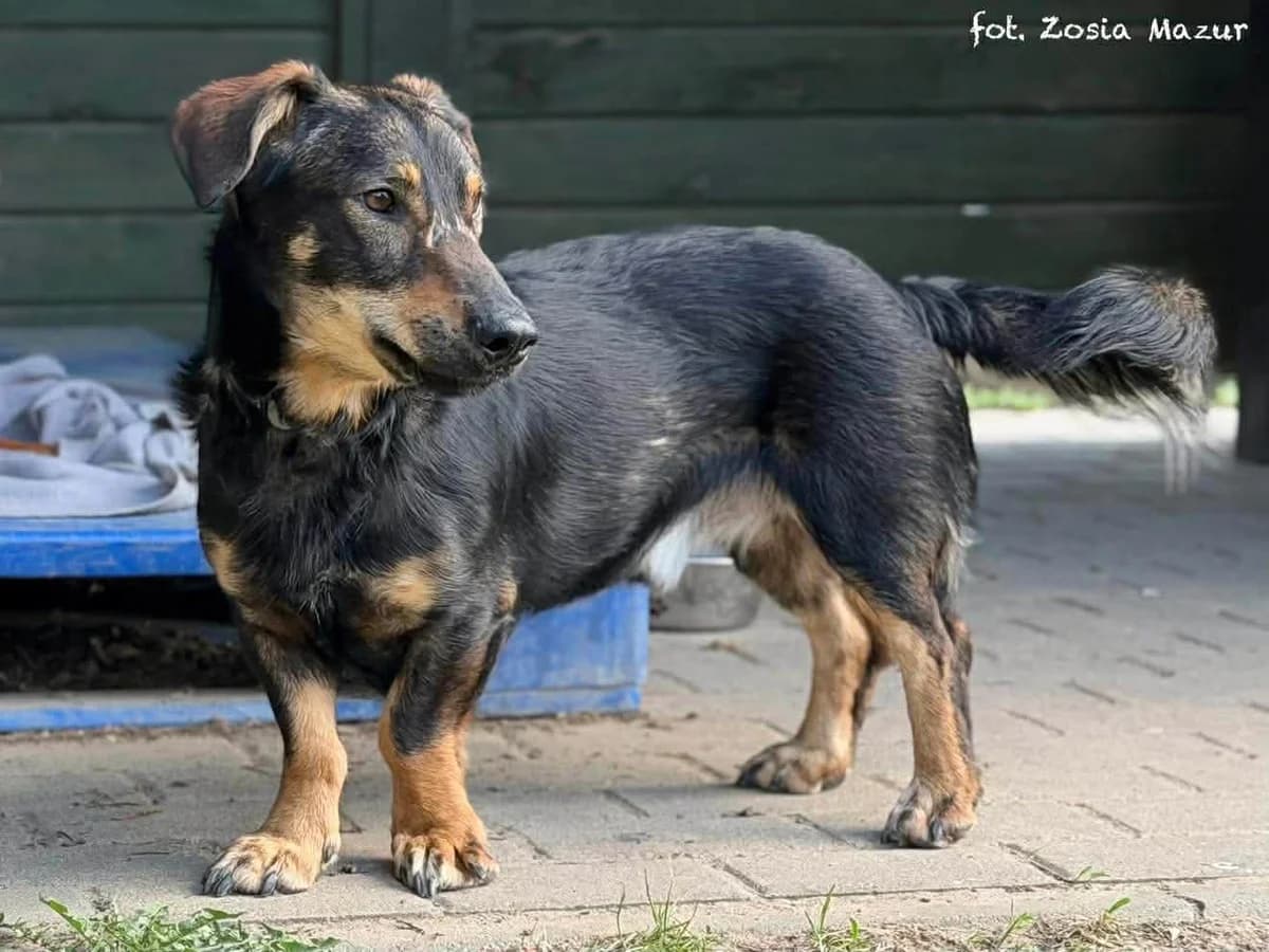 Skrapi, male Mixed Breed for adoption at Schronisko dla Zwierząt w Bydgoszczy, BYDGOSZUZ
