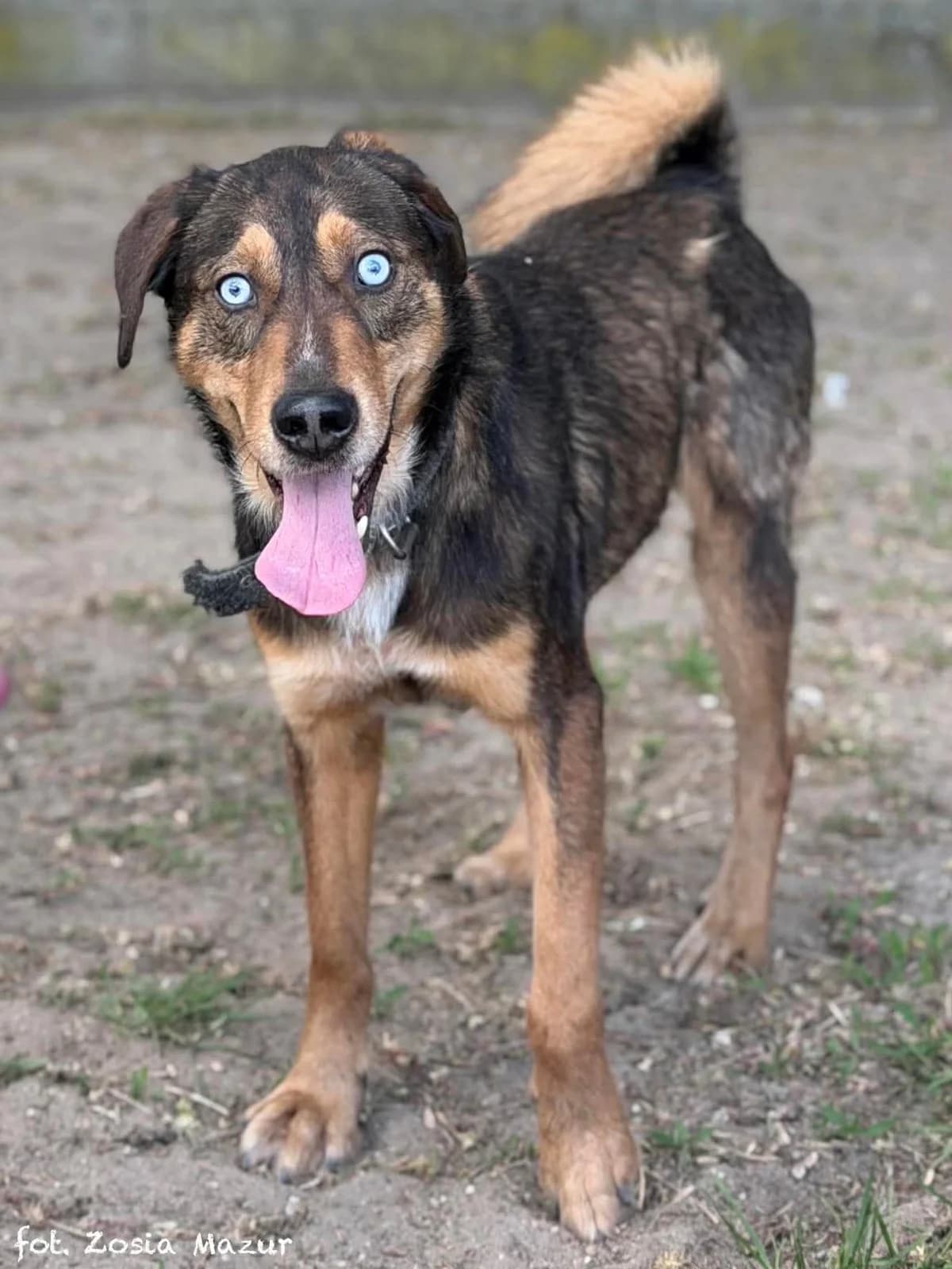Skubi, male Mixed Breed for adoption at Schronisko dla Zwierząt w Bydgoszczy, BYDGOSZUZ
