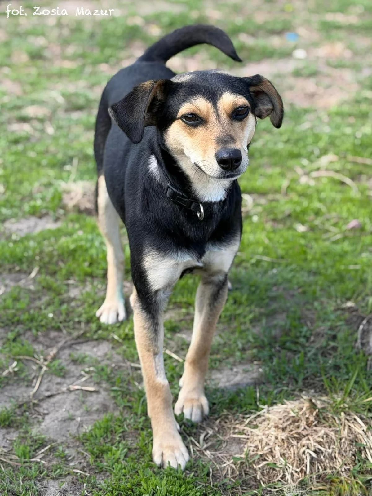 Passa, female Mixed Breed for adoption at Schronisko dla Zwierząt w Bydgoszczy, BYDGOSZUZ