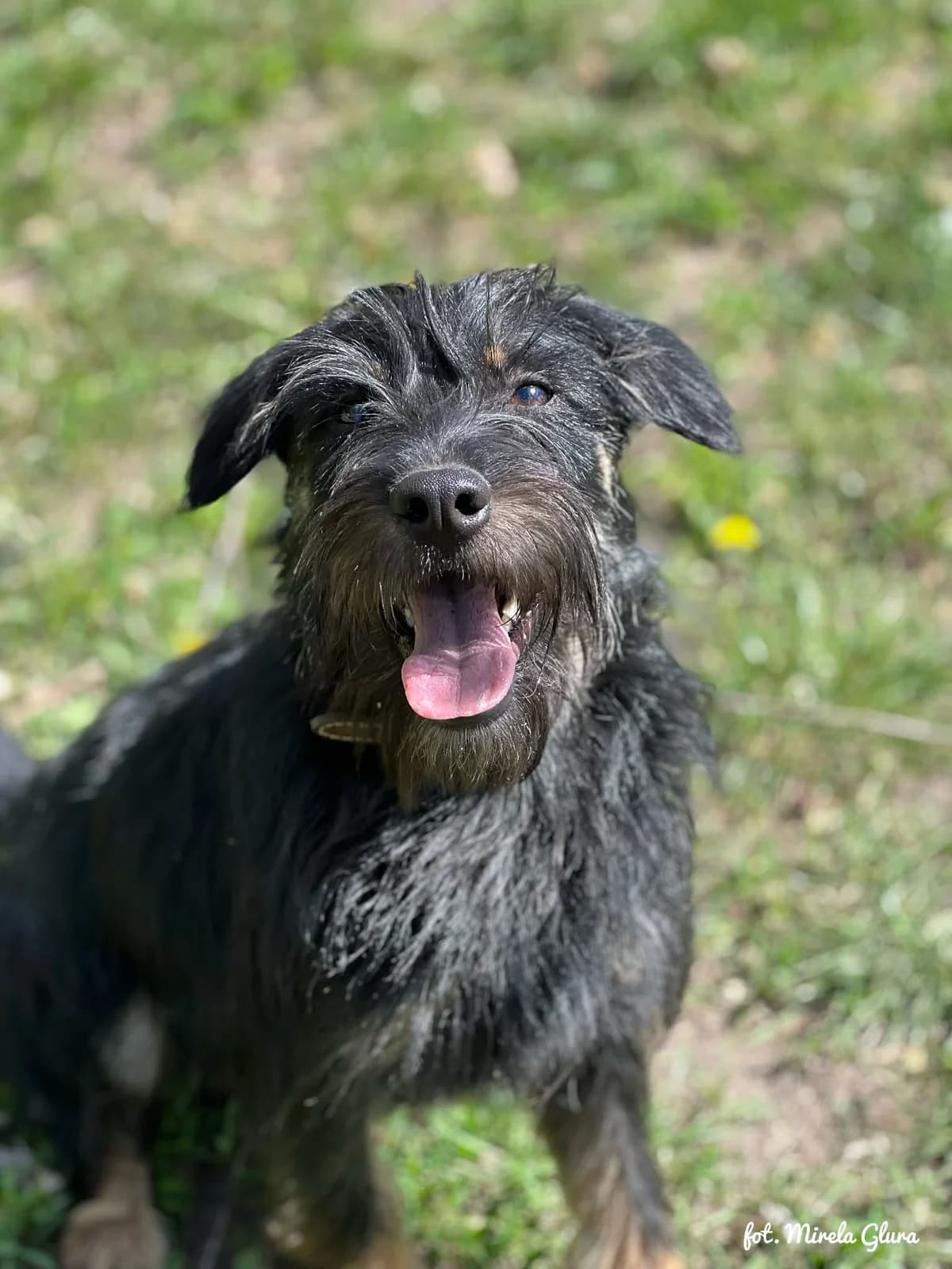 Rivia, female Mixed Breed for adoption at Schronisko dla Zwierząt w Bydgoszczy, BYDGOSZUZ