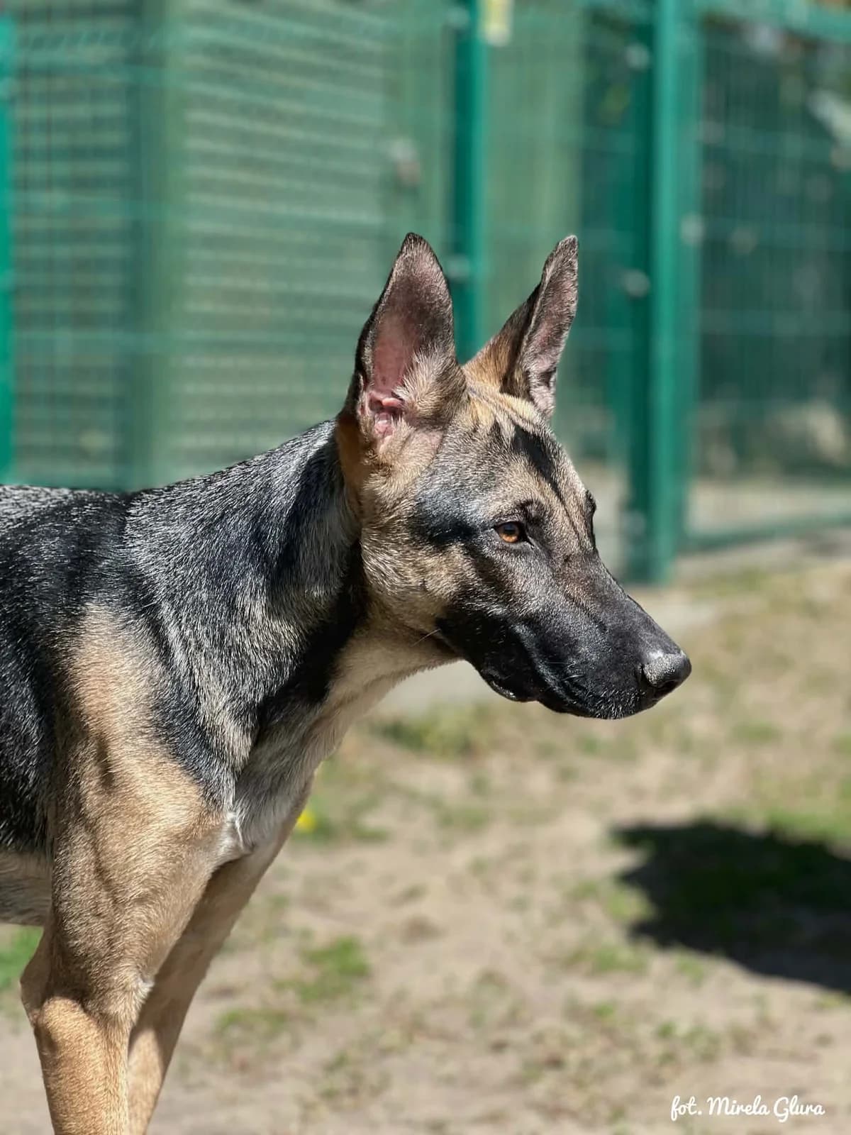 Saba, female Mixed Breed for adoption at Schronisko dla Zwierząt w Bydgoszczy, BYDGOSZUZ