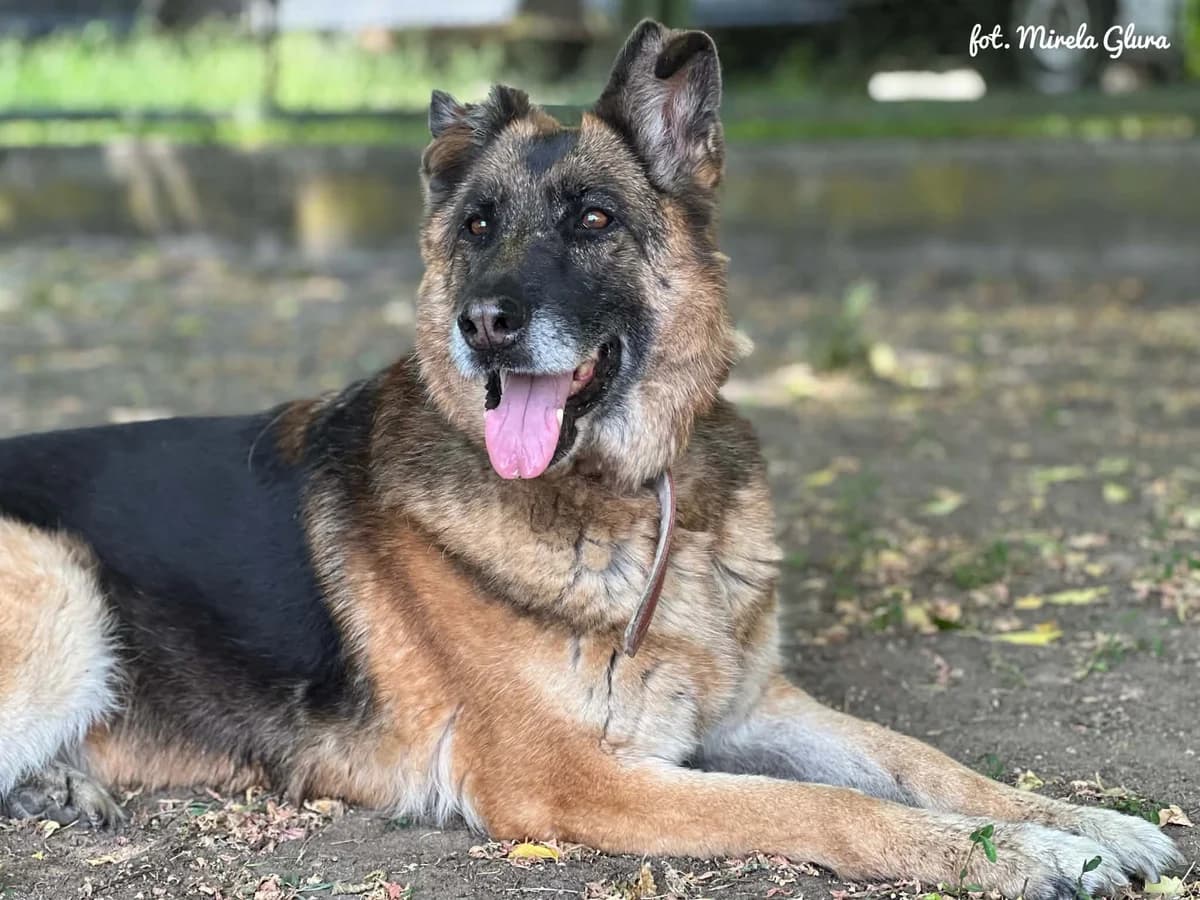 Jaga, female senior Mixed Breed for adoption at Schronisko dla Zwierząt w Bydgoszczy, BYDGOSZUZ