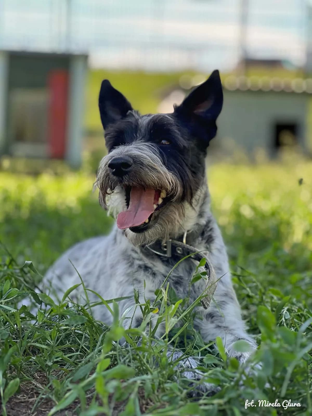 Blanka, female 5yo Mixed Breed for adoption at Schronisko dla Zwierząt w Bydgoszczy, BYDGOSZUZ