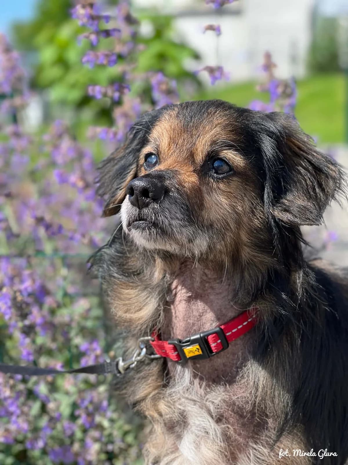 Melman, male 7yo Mixed Breed for adoption at Schronisko dla Zwierząt w Bydgoszczy, BYDGOSZUZ