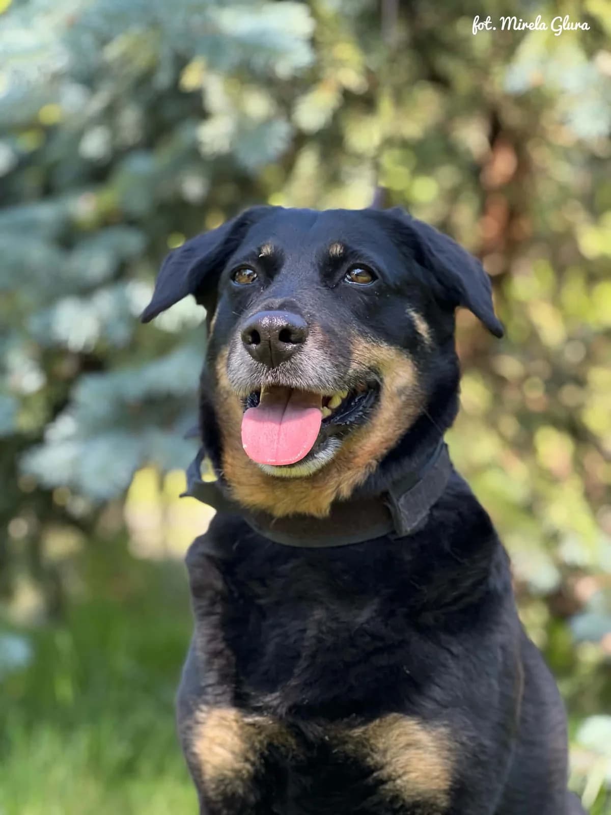 Daisy, female 6yo Mixed Breed for adoption at Schronisko dla Zwierząt w Bydgoszczy, BYDGOSZUZ
