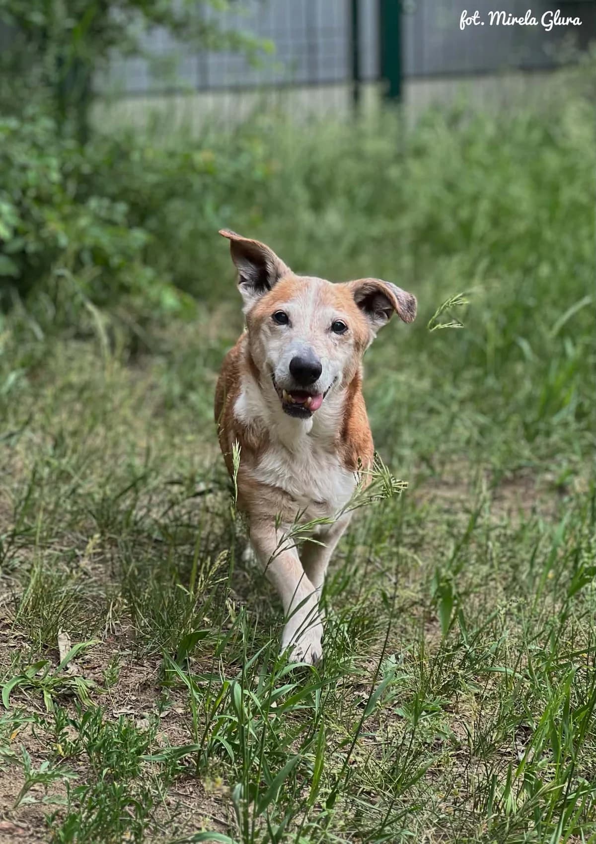 Franek, male senior Mixed Breed for adoption at Schronisko dla Zwierząt w Bydgoszczy, BYDGOSZUZ
