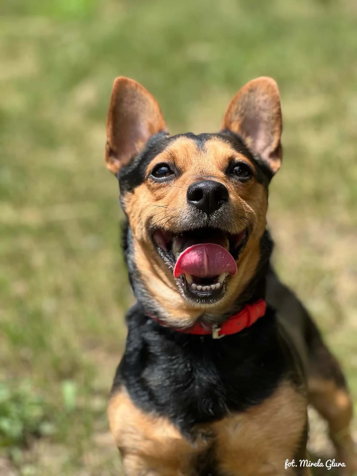 Luzak, male 3yo Mixed Breed for adoption at Schronisko dla Zwierząt w Bydgoszczy, BYDGOSZUZ