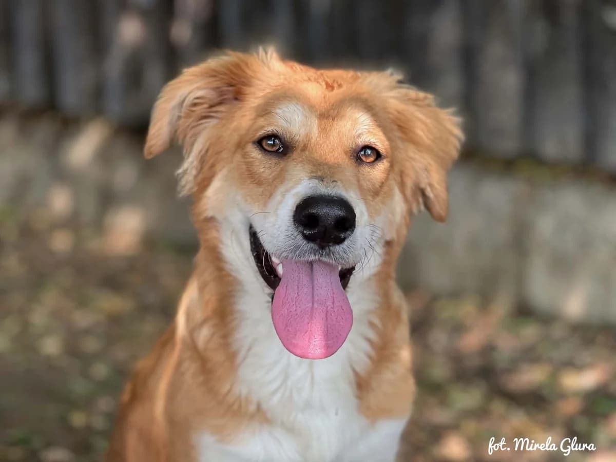 Tintin, male Mixed Breed for adoption at Schronisko dla Zwierząt w Bydgoszczy, BYDGOSZUZ