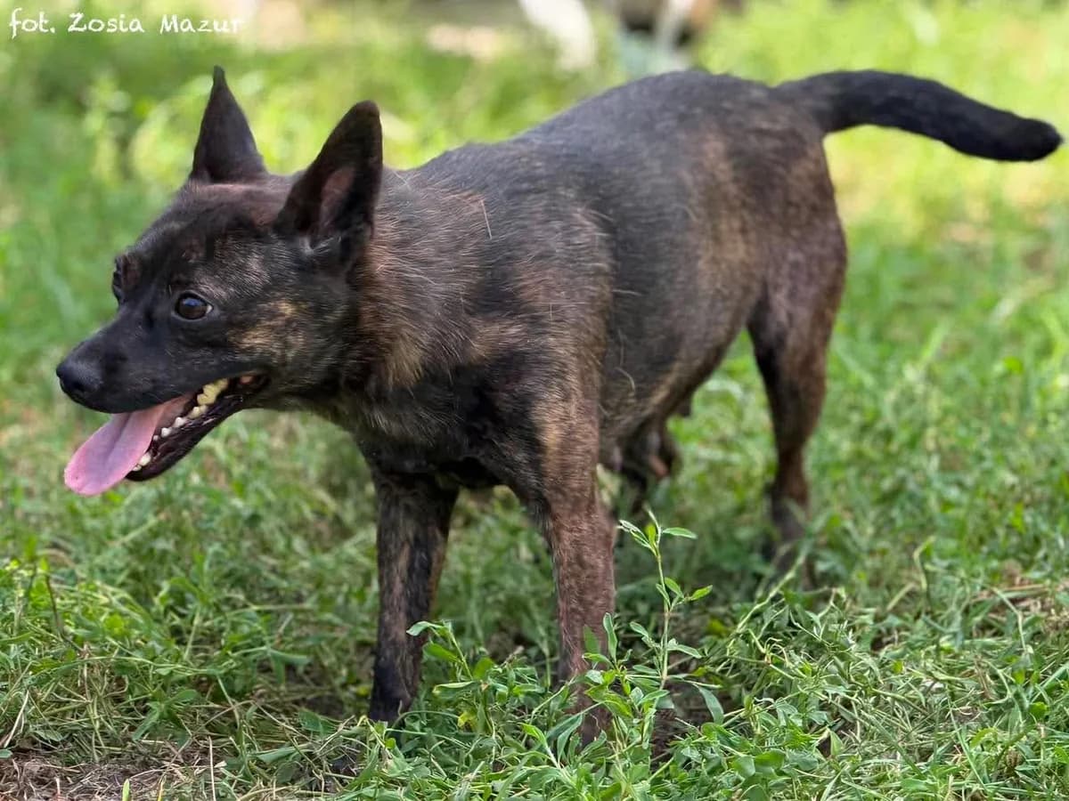 Tori, female young Mixed Breed for adoption at Schronisko dla Zwierząt w Bydgoszczy, BYDGOSZUZ