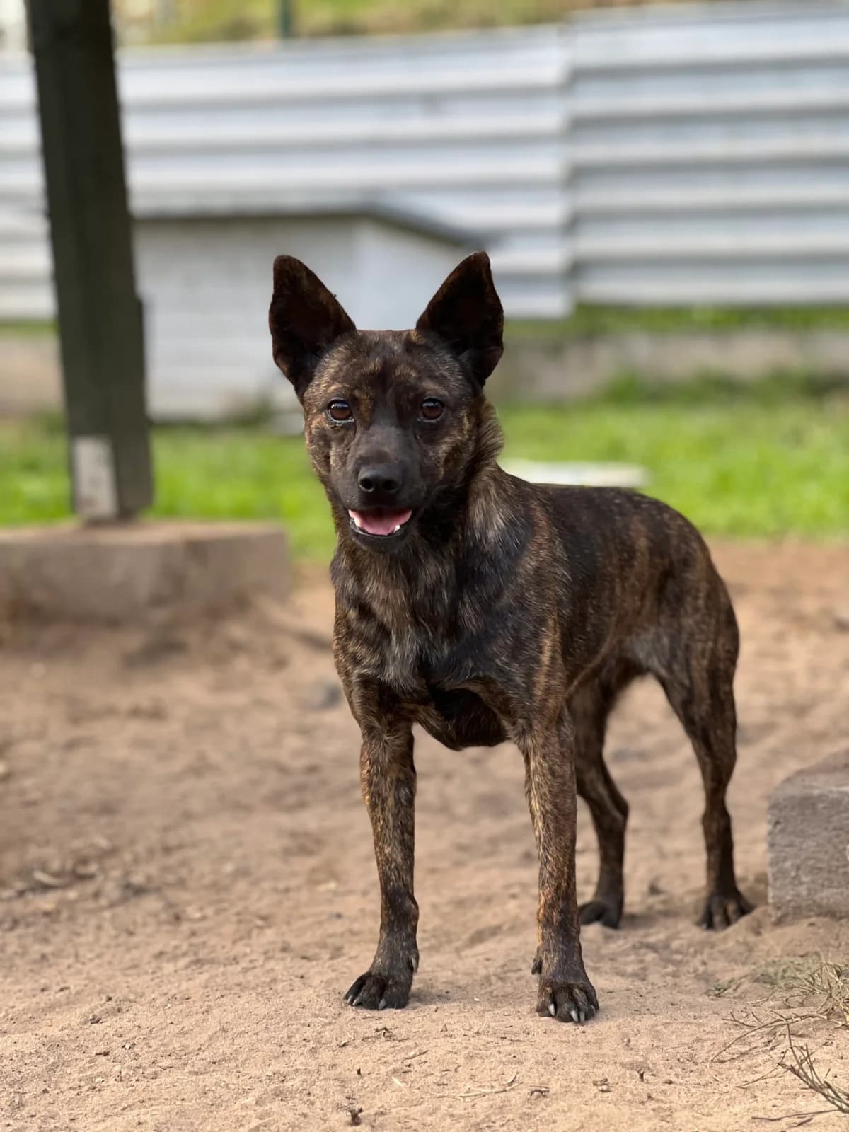 Tori, female young Mixed Breed for adoption at Schronisko dla Zwierząt w Bydgoszczy, BYDGOSZUZ
