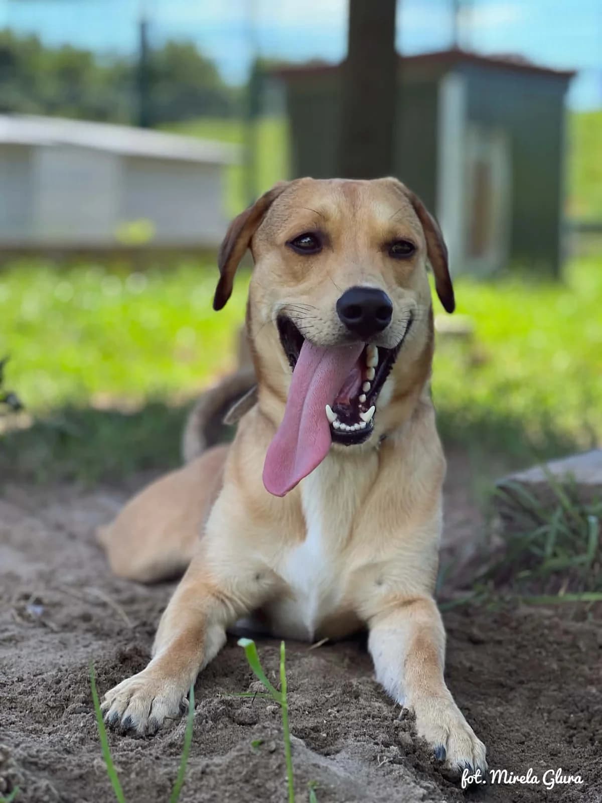 Karmel, male Mixed Breed for adoption at Schronisko dla Zwierząt w Bydgoszczy, BYDGOSZUZ