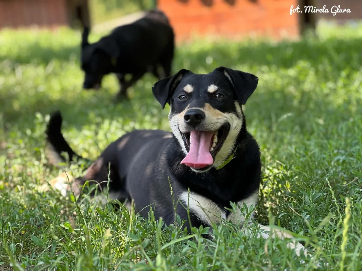 Łatka, female Mixed Breed for adoption at Schronisko dla Zwierząt w Bydgoszczy, BYDGOSZUZ