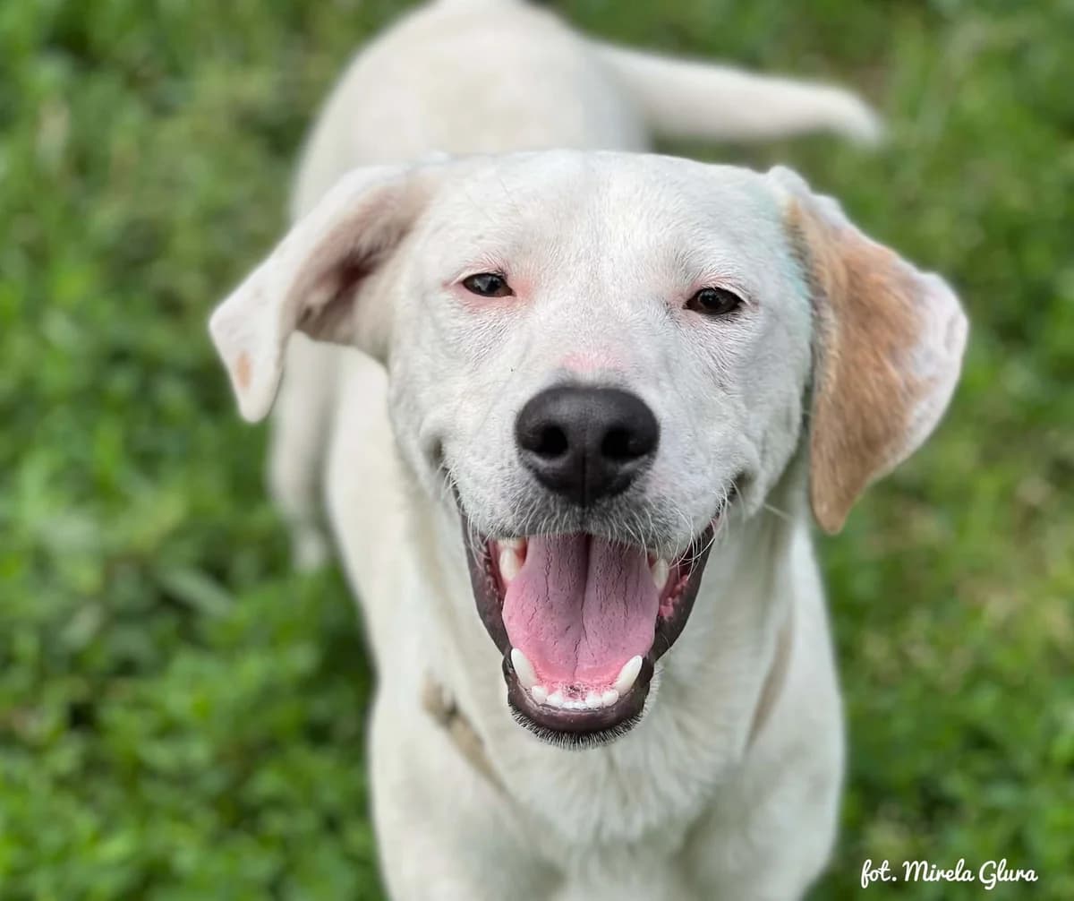 Blanco, male Mixed Breed for adoption at Schronisko dla Zwierząt w Bydgoszczy, BYDGOSZUZ