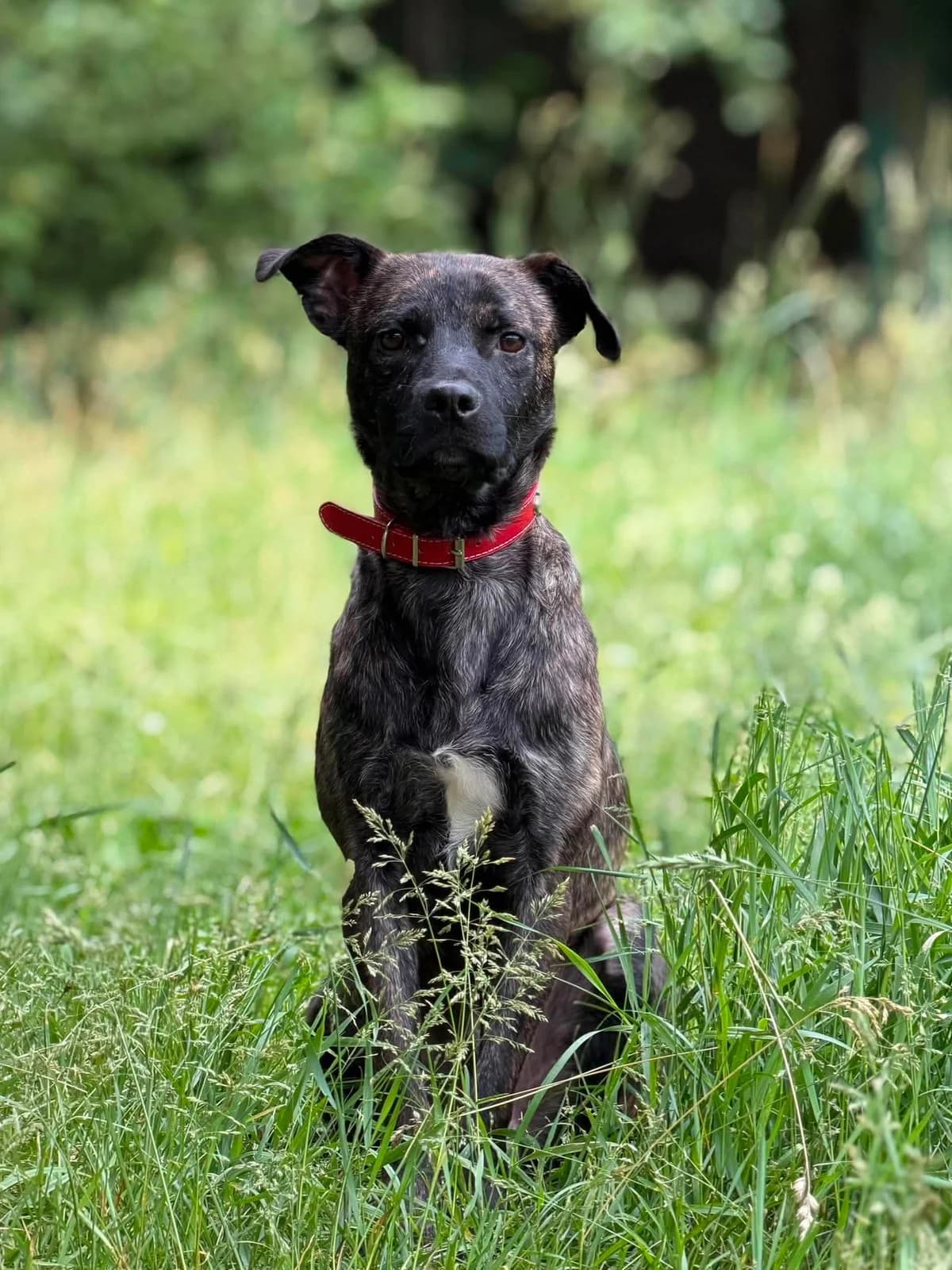 Niko, male Mixed Breed for adoption at Schronisko dla Zwierząt w Bydgoszczy, BYDGOSZUZ