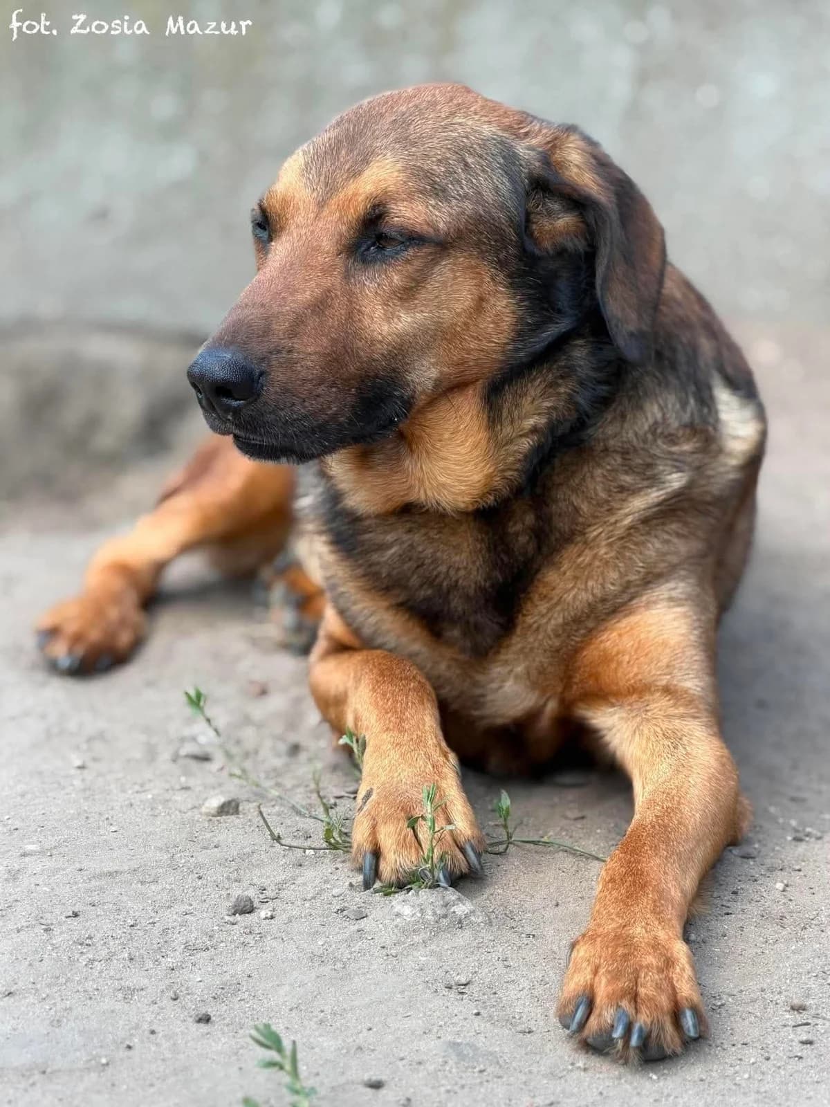 Miki, male Mixed Breed for adoption at Schronisko dla Zwierząt w Bydgoszczy, BYDGOSZUZ