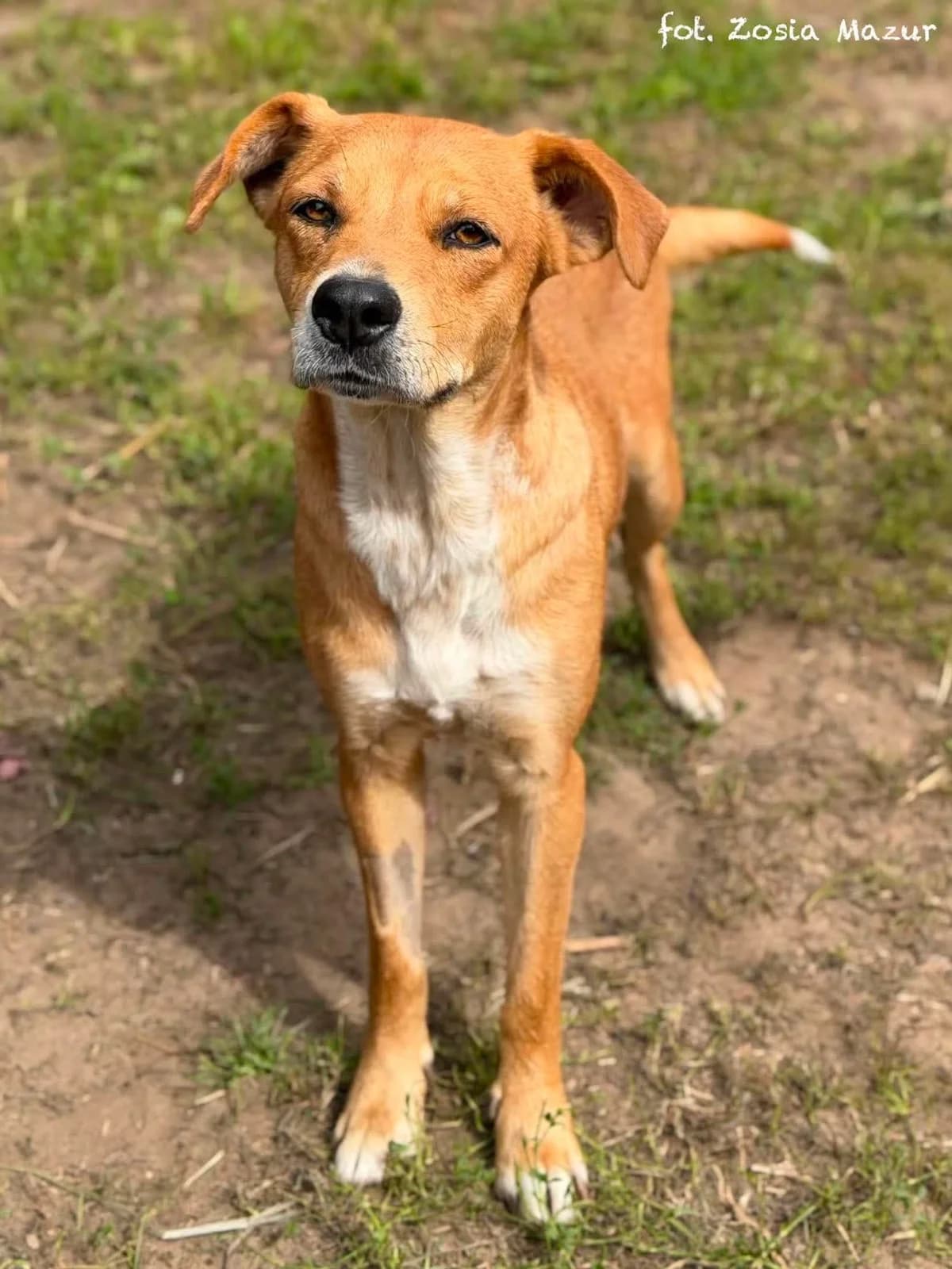 Laura, female Mixed Breed for adoption at Schronisko dla Zwierząt w Bydgoszczy, BYDGOSZUZ