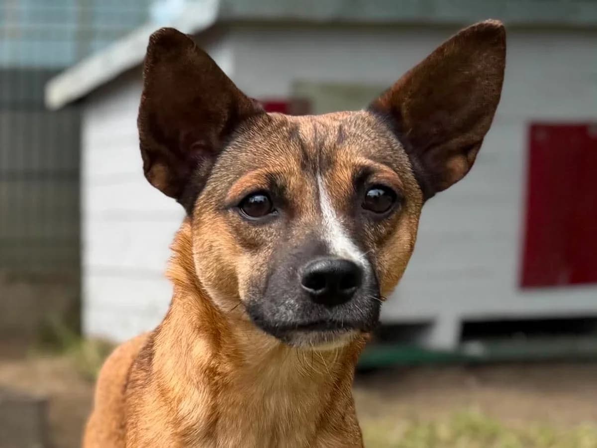Tośka, female Mixed Breed for adoption at Schronisko dla Zwierząt w Bydgoszczy, BYDGOSZUZ
