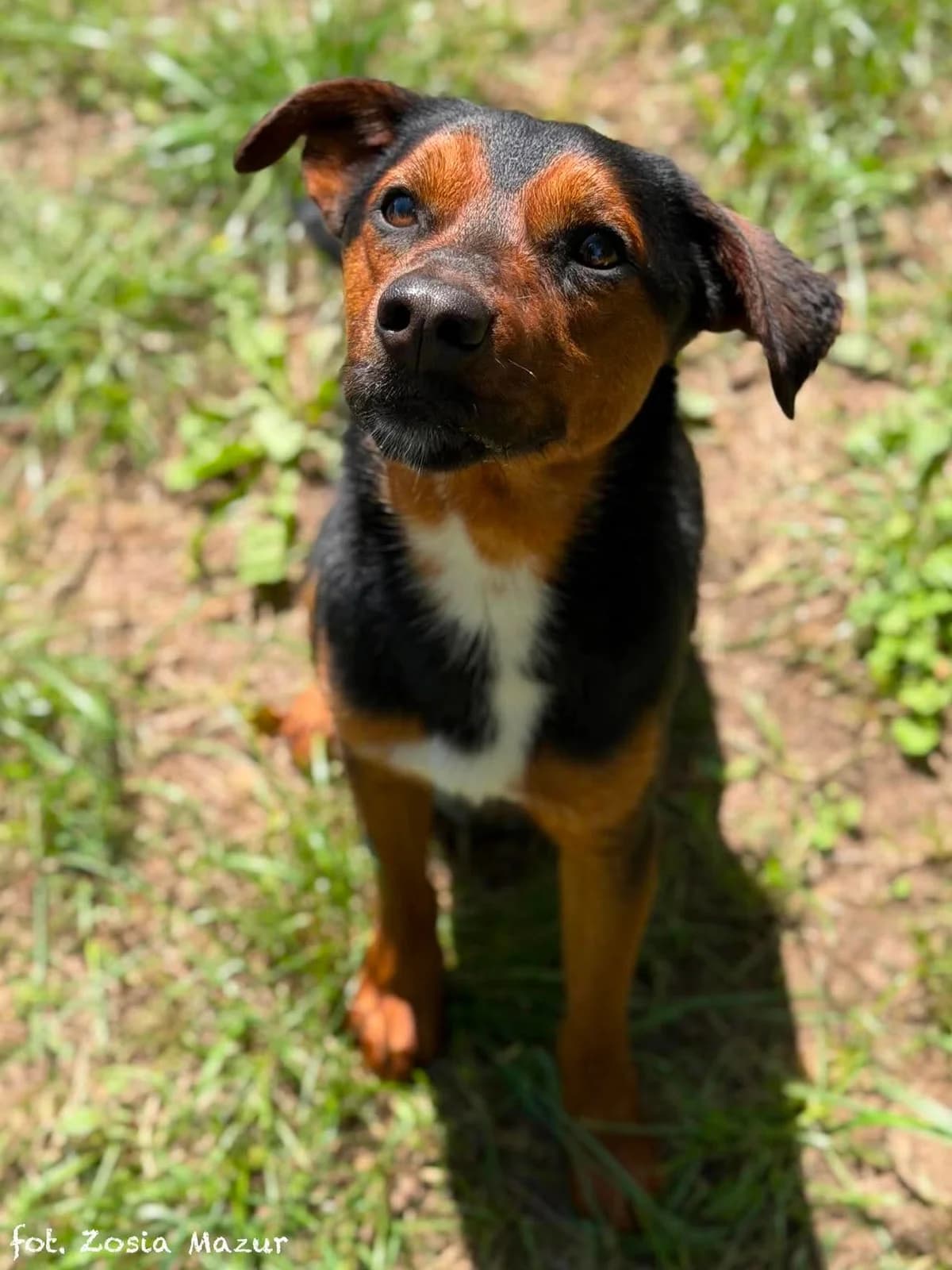 Chester, male Mixed Breed for adoption at Schronisko dla Zwierząt w Bydgoszczy, BYDGOSZUZ