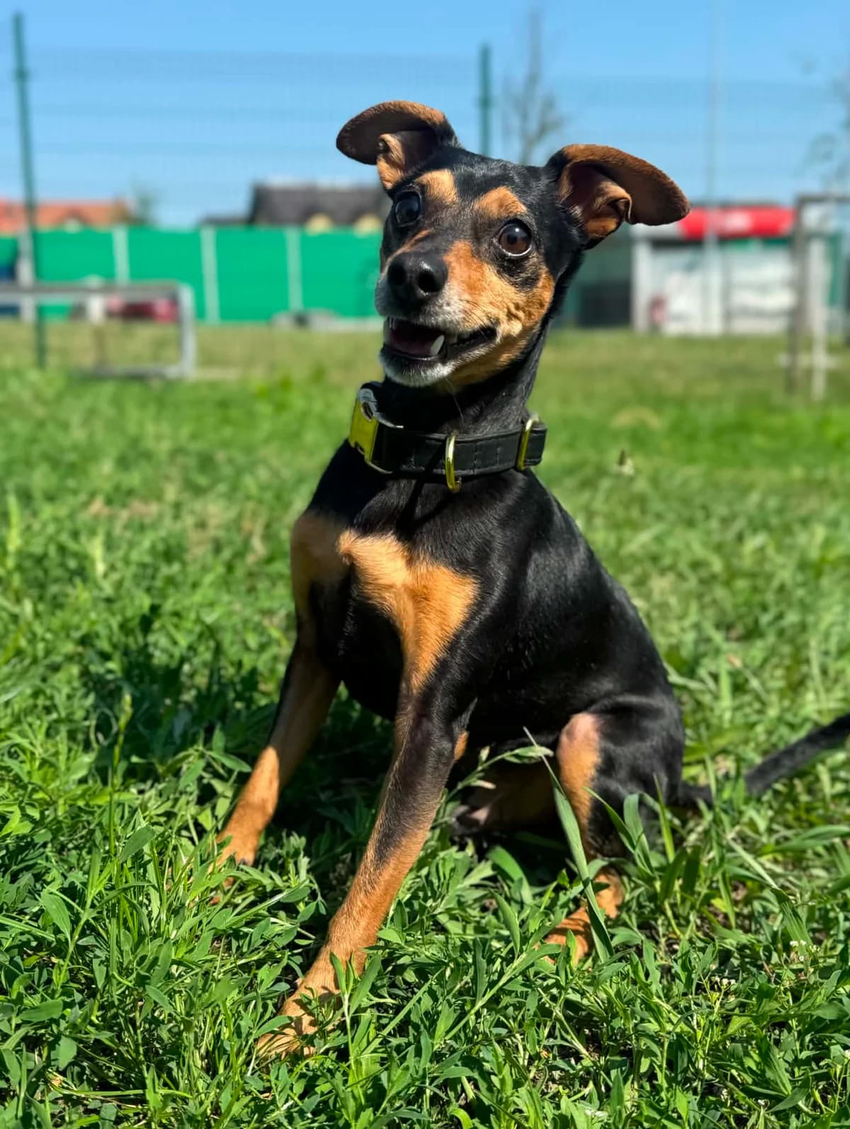 Dino, male Mixed Breed for adoption at Schronisko dla Zwierząt w Bydgoszczy, BYDGOSZUZ