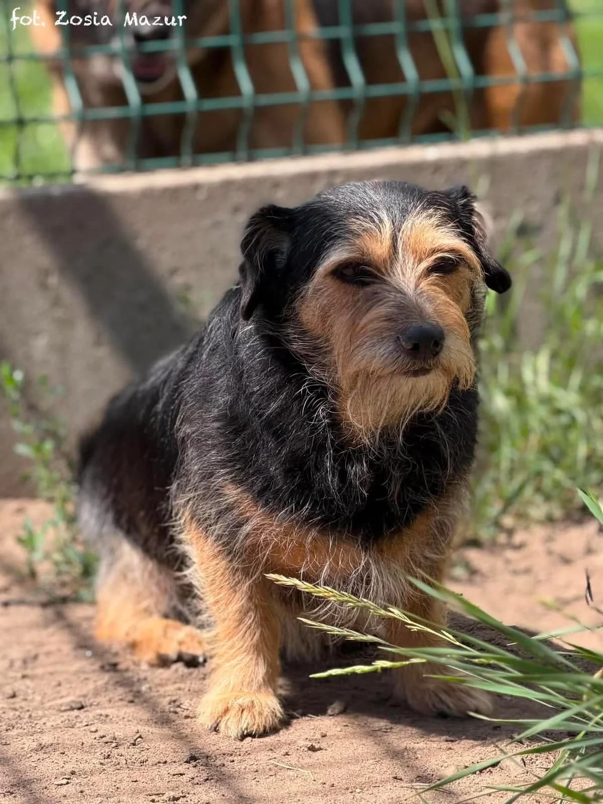 Niunia, female Mixed Breed for adoption at Schronisko dla Zwierząt w Bydgoszczy, BYDGOSZUZ