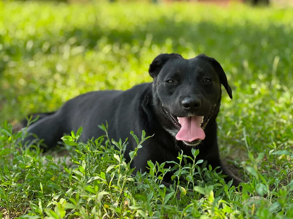 Kokos, male Mixed Breed for adoption at Schronisko dla Zwierząt w Bydgoszczy, BYDGOSZUZ