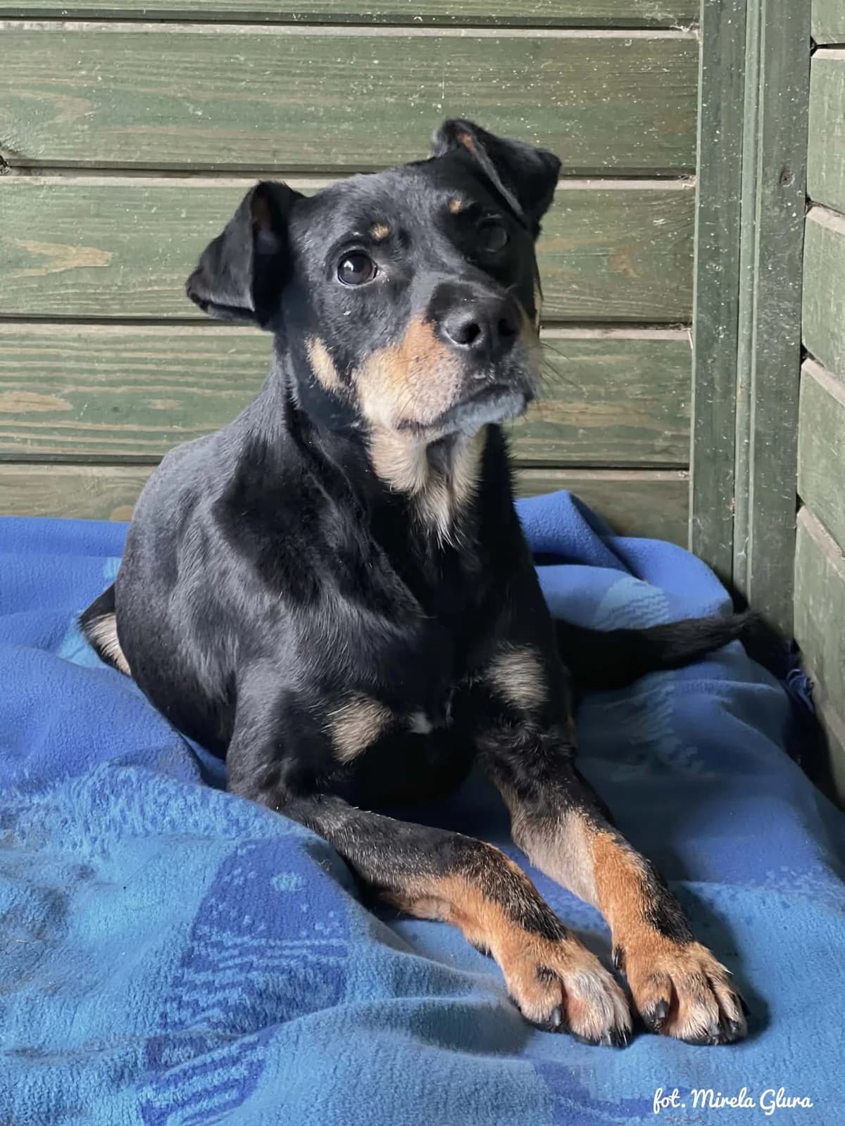 Denis, male 7yo Mixed Breed for adoption at Schronisko dla Zwierząt w Bydgoszczy, BYDGOSZUZ