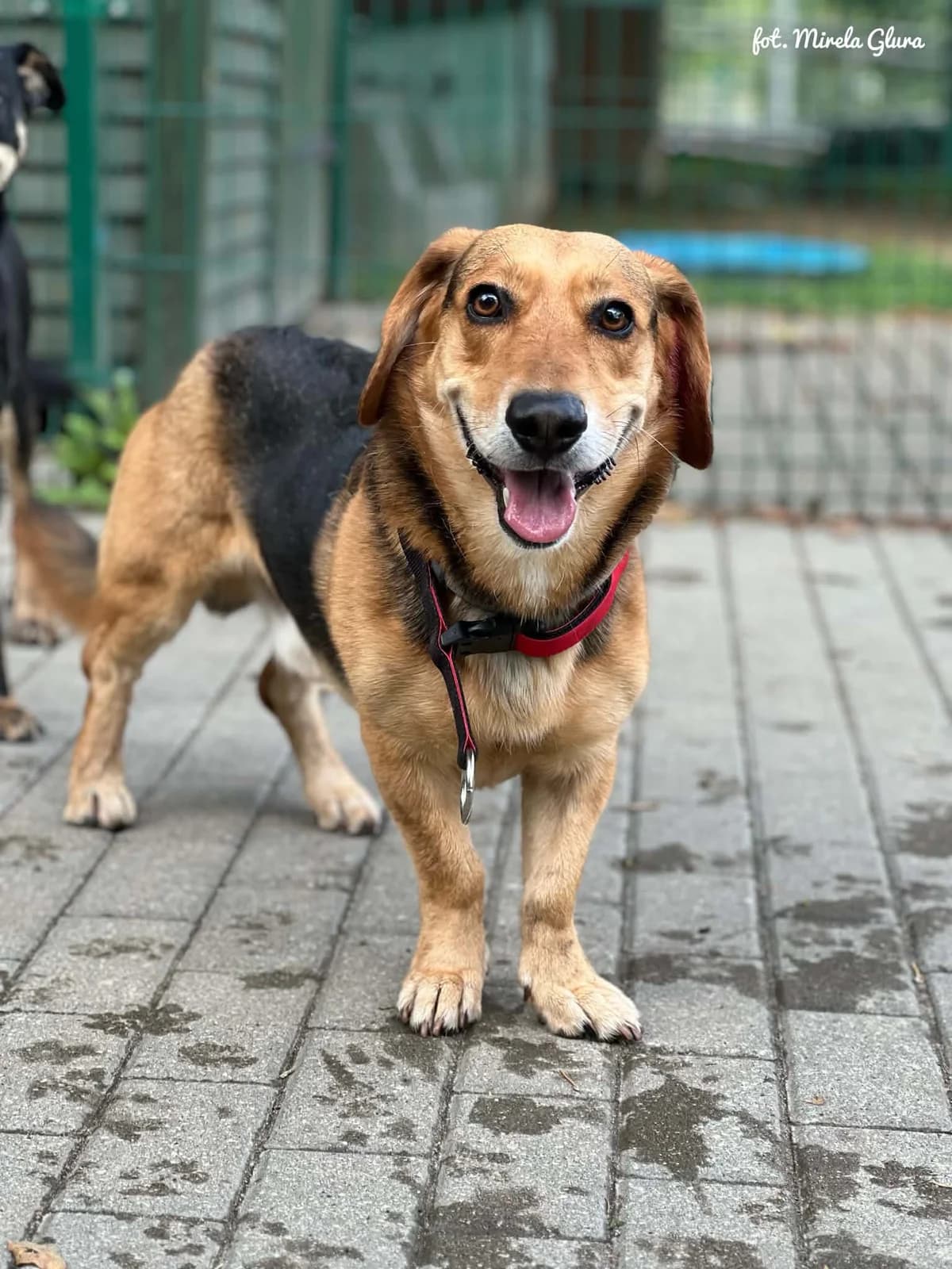 Leon, male 5yo Mixed Breed for adoption at Schronisko dla Zwierząt w Bydgoszczy, BYDGOSZUZ