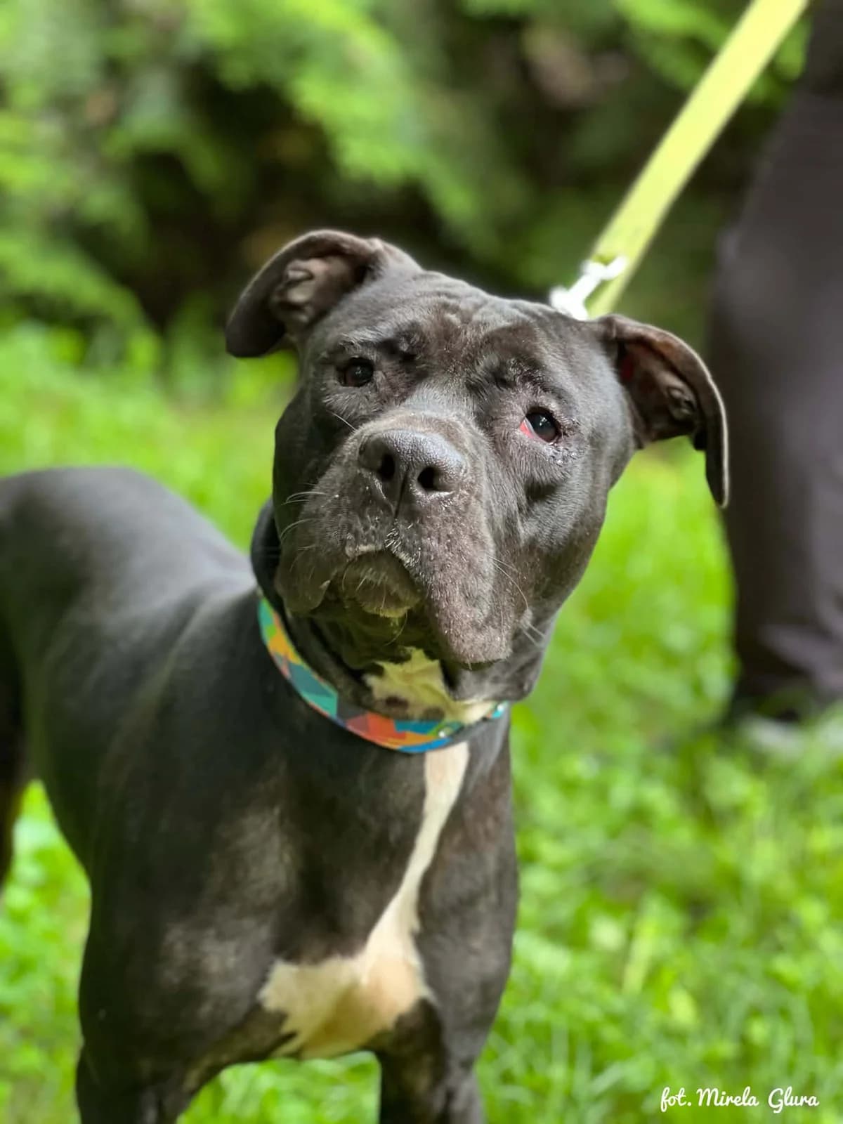 Nora, female 7yo Mixed Breed for adoption at Schronisko dla Zwierząt w Bydgoszczy, BYDGOSZUZ