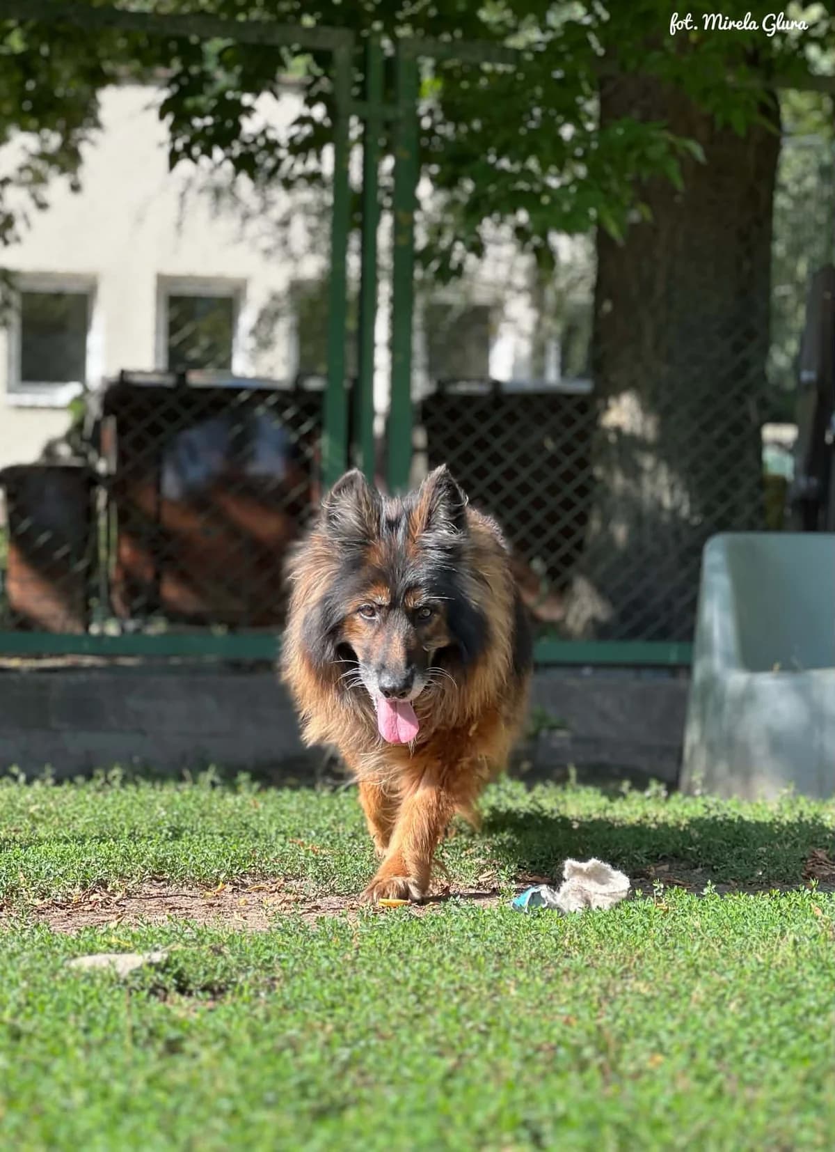 Etna, female senior Mixed Breed for adoption at Schronisko dla Zwierząt w Bydgoszczy, BYDGOSZUZ