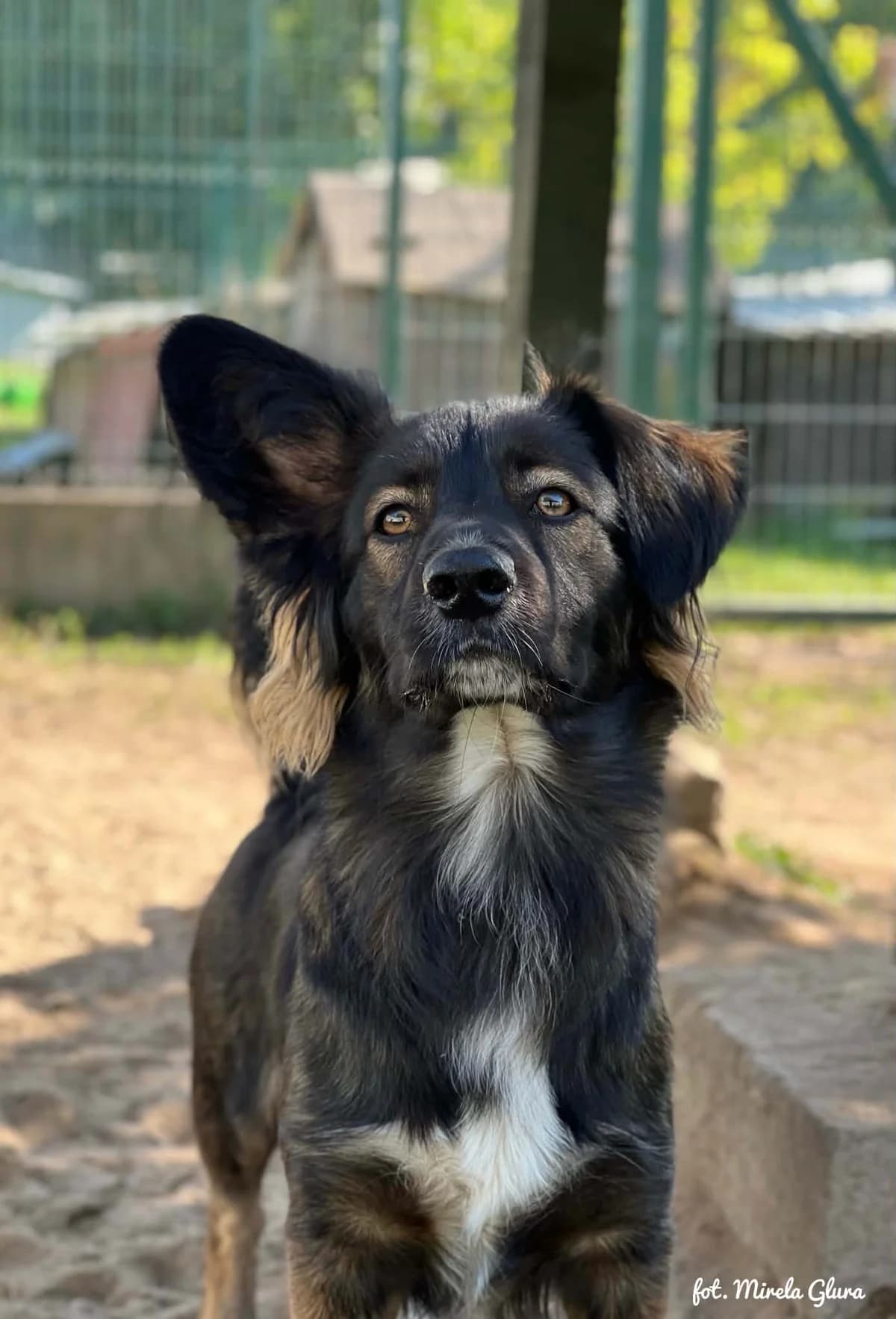 Karlo, male Mixed Breed for adoption at Schronisko dla Zwierząt w Bydgoszczy, BYDGOSZUZ