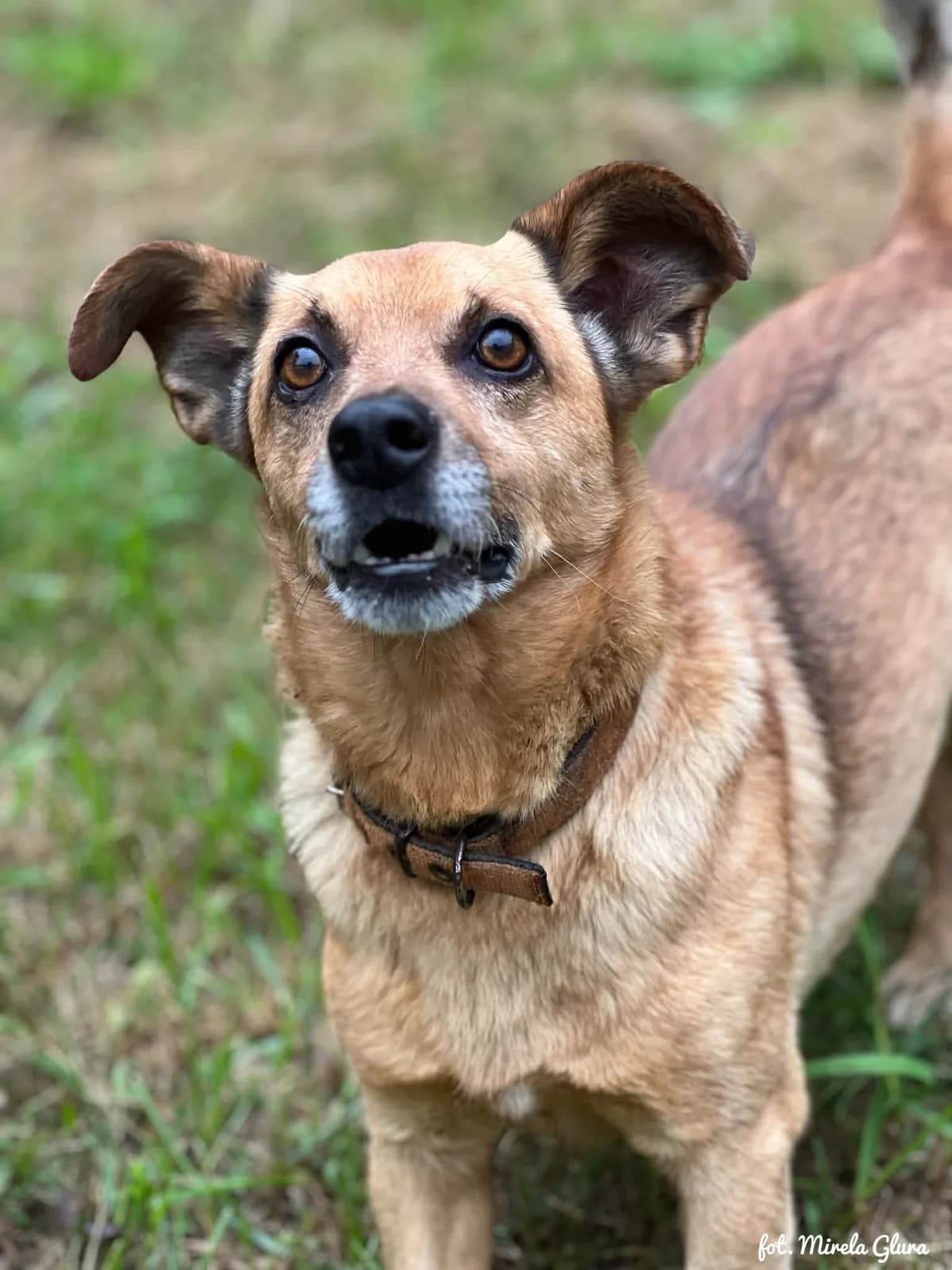 Antek, male 7yo Mixed Breed for adoption at Schronisko dla Zwierząt w Bydgoszczy, BYDGOSZUZ