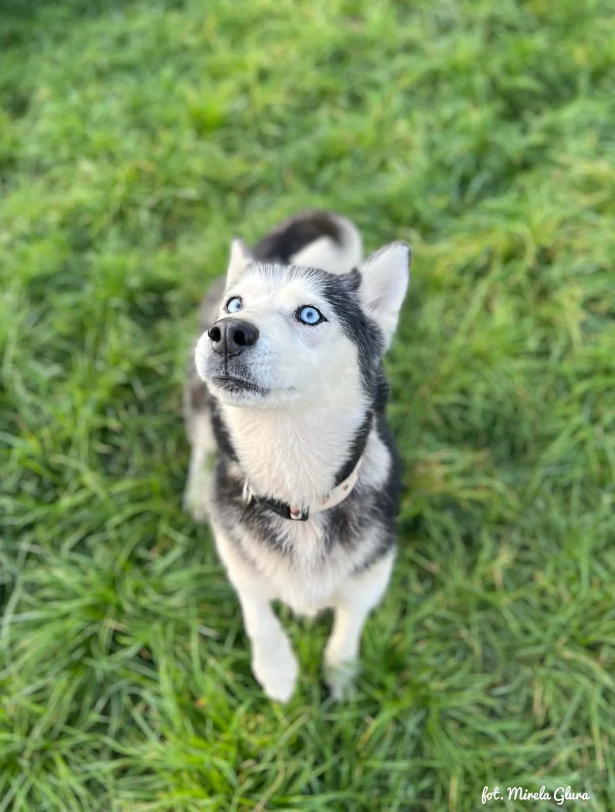 Bagira, female 4yo Mixed Breed for adoption at Schronisko dla Zwierząt w Bydgoszczy, BYDGOSZUZ