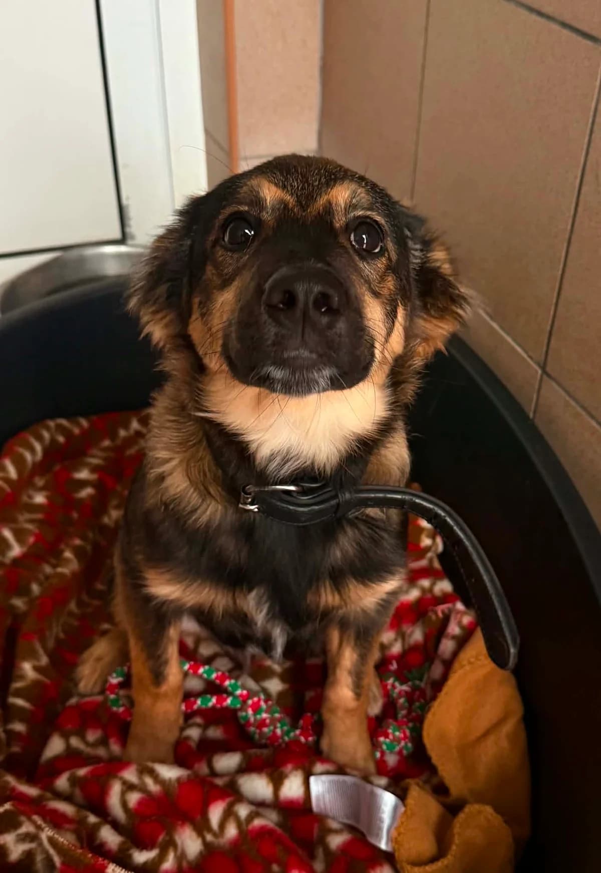 Baron, male puppy Mixed Breed for adoption at Schronisko dla Zwierząt w Bydgoszczy, BYDGOSZUZ