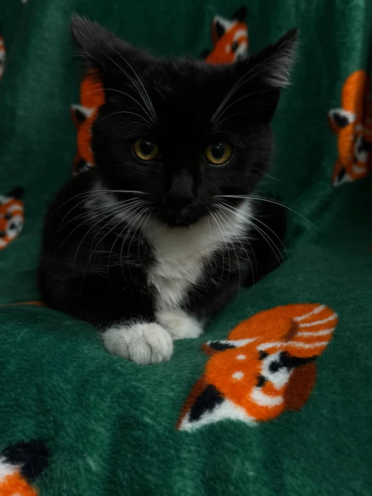 Piątek, puppy Mixed Breed for adoption at Schronisko dla Zwierząt w Bydgoszczy, BYDGOSZUZ